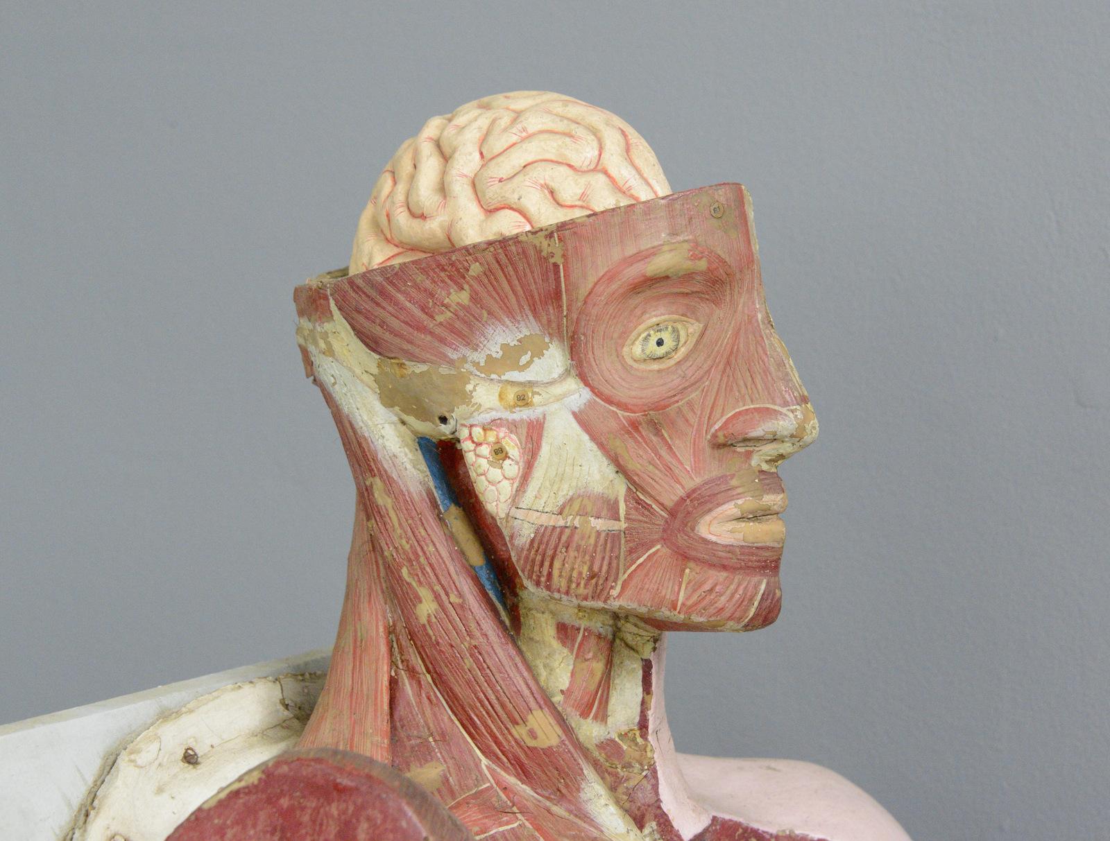 19th Century Anatomical Model by Dr Auzoux 4