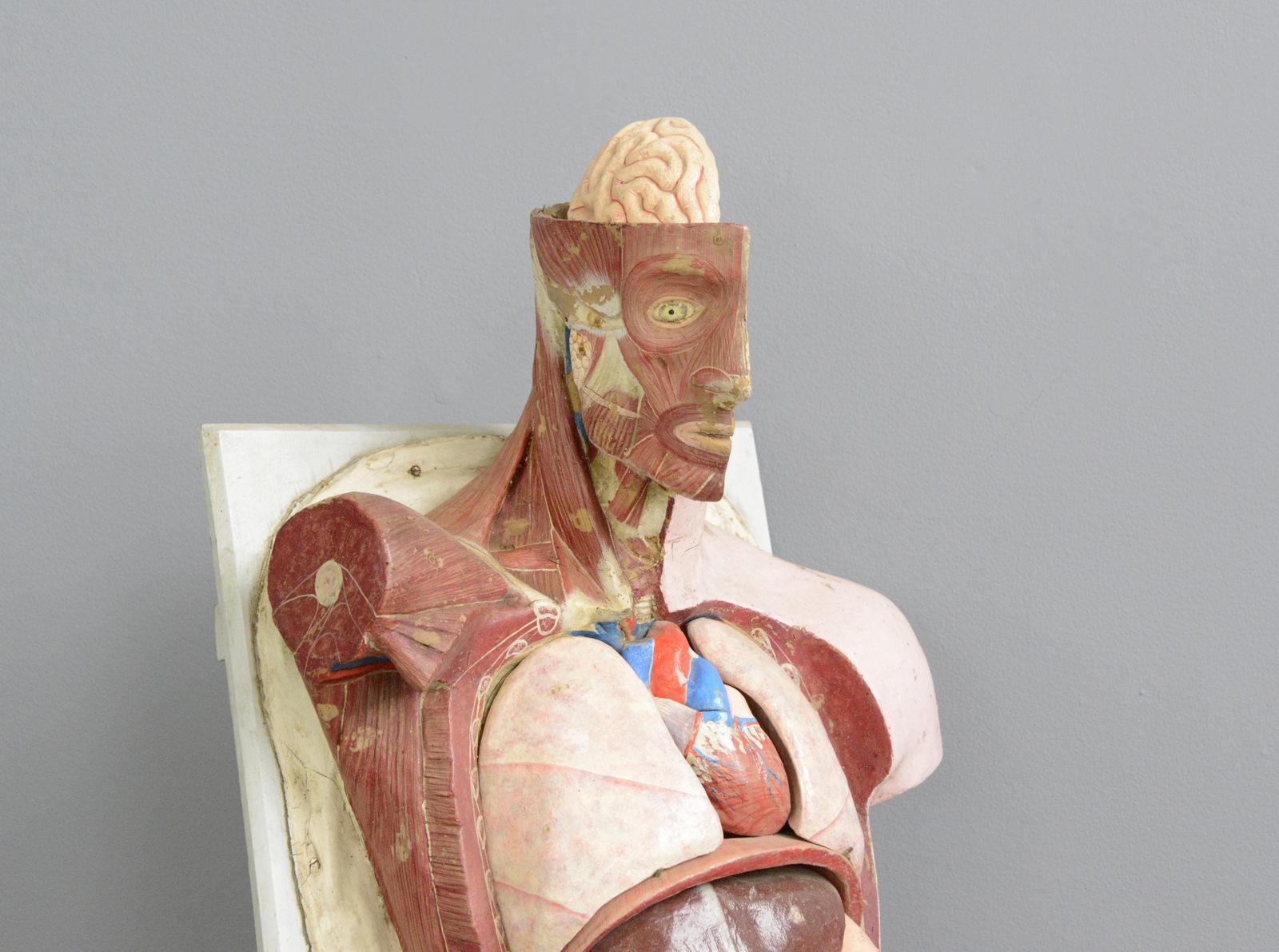 19th century anatomical model by Dr Auzoux.

- Handmade papier mâché removable parts
- Pine back board and Stand
- French, 1860
- Measures: 93cm tall x 43cm wide x 28cm deep

Dr Auzoux

Louis Auzoux obtained a medical degree in 1818 and was
