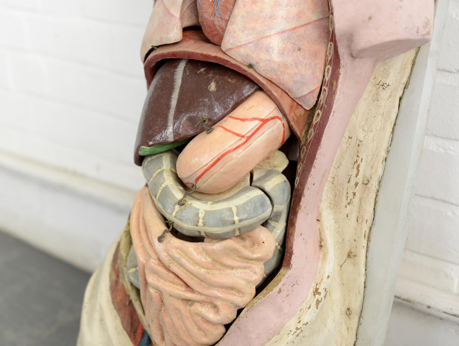 Mid-19th Century 19th Century Anatomical Model by Dr Auzoux