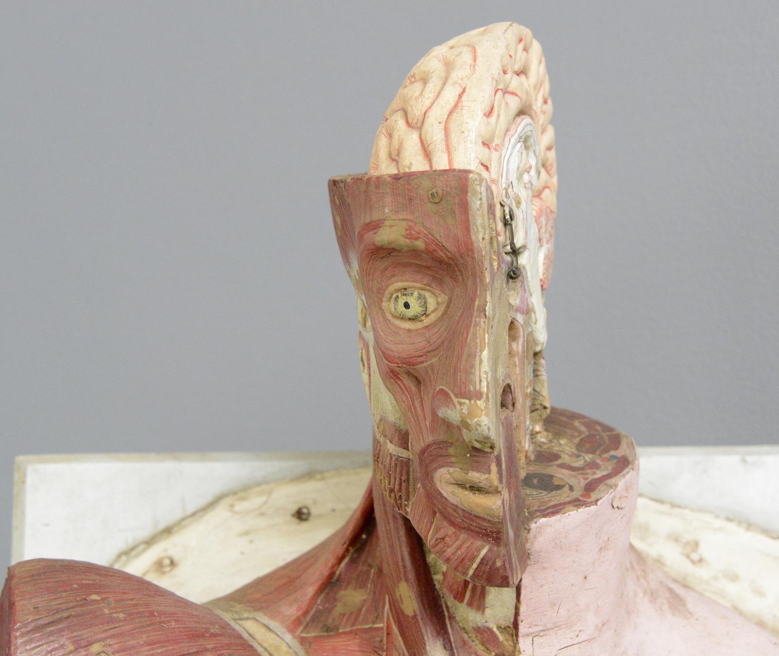 19th Century Anatomical Model by Dr Auzoux In Good Condition In Gloucester, GB