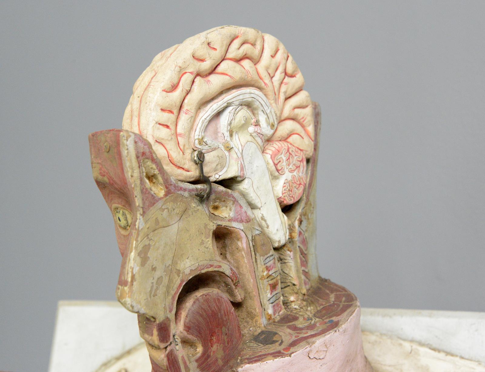 Mid-19th Century 19th Century Anatomical Model by Dr Auzoux