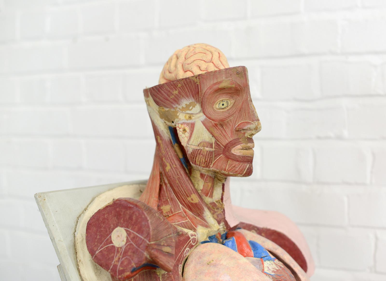 19th Century Anatomical Model by Dr Auzoux 2