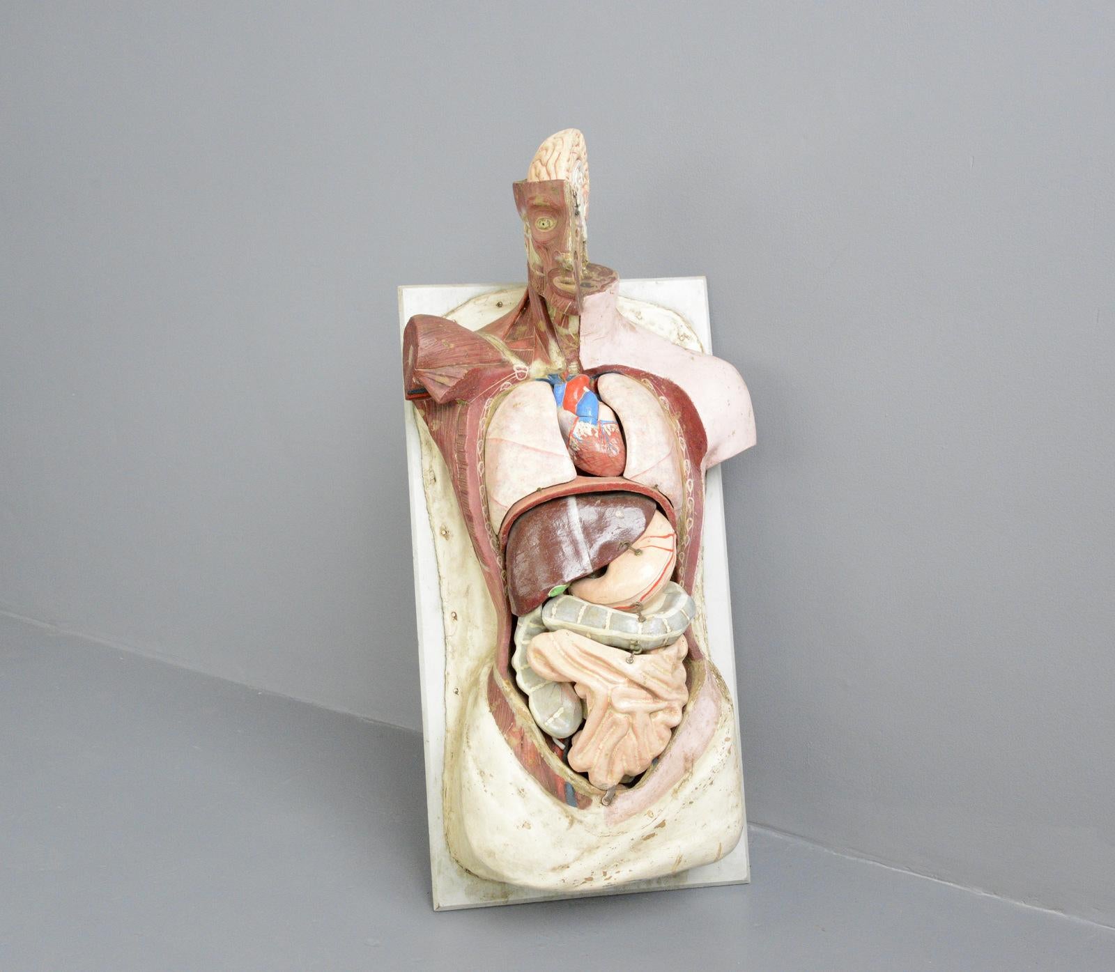 19th Century Anatomical Model by Dr Auzoux 1