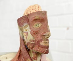 19th Century Anatomical Model by Dr Auzoux