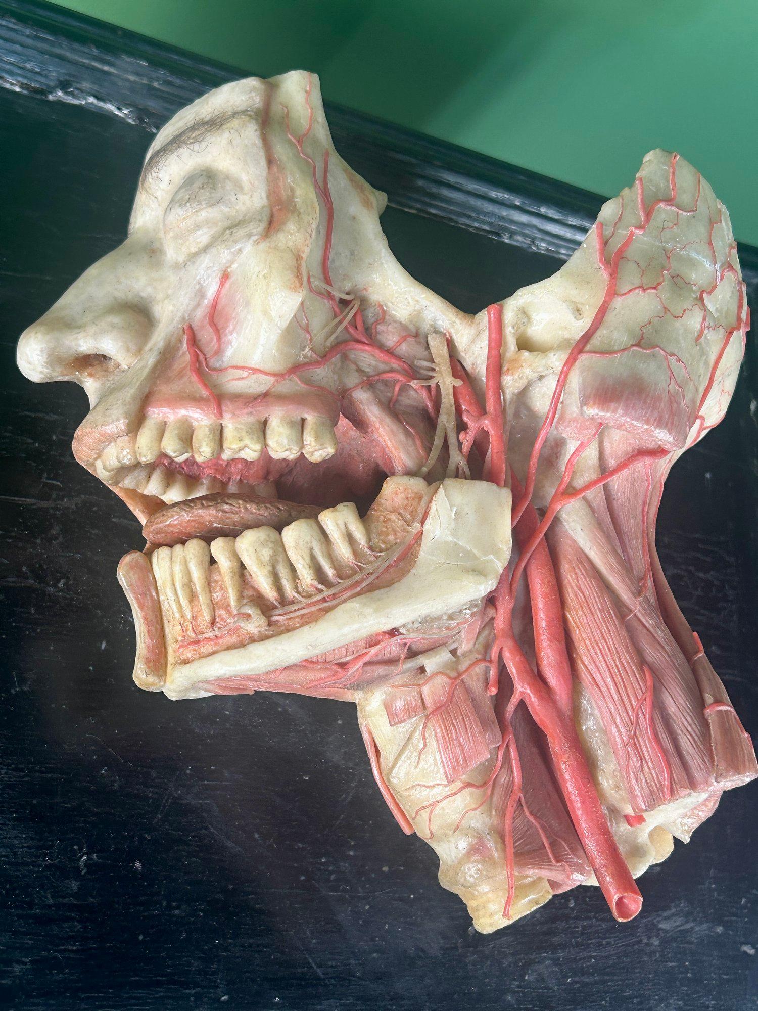 19th Century Anatomical Model of Dissected Wax Head Mounted on Framed Board en vente 3