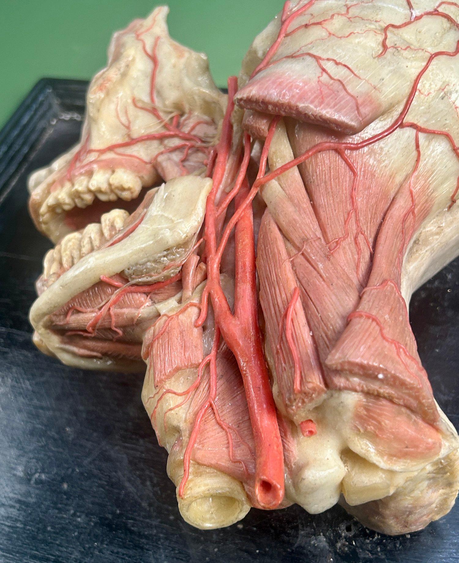 19th Century Anatomical Model of Dissected Wax Head Mounted on Framed Board État moyen - En vente à London, GB