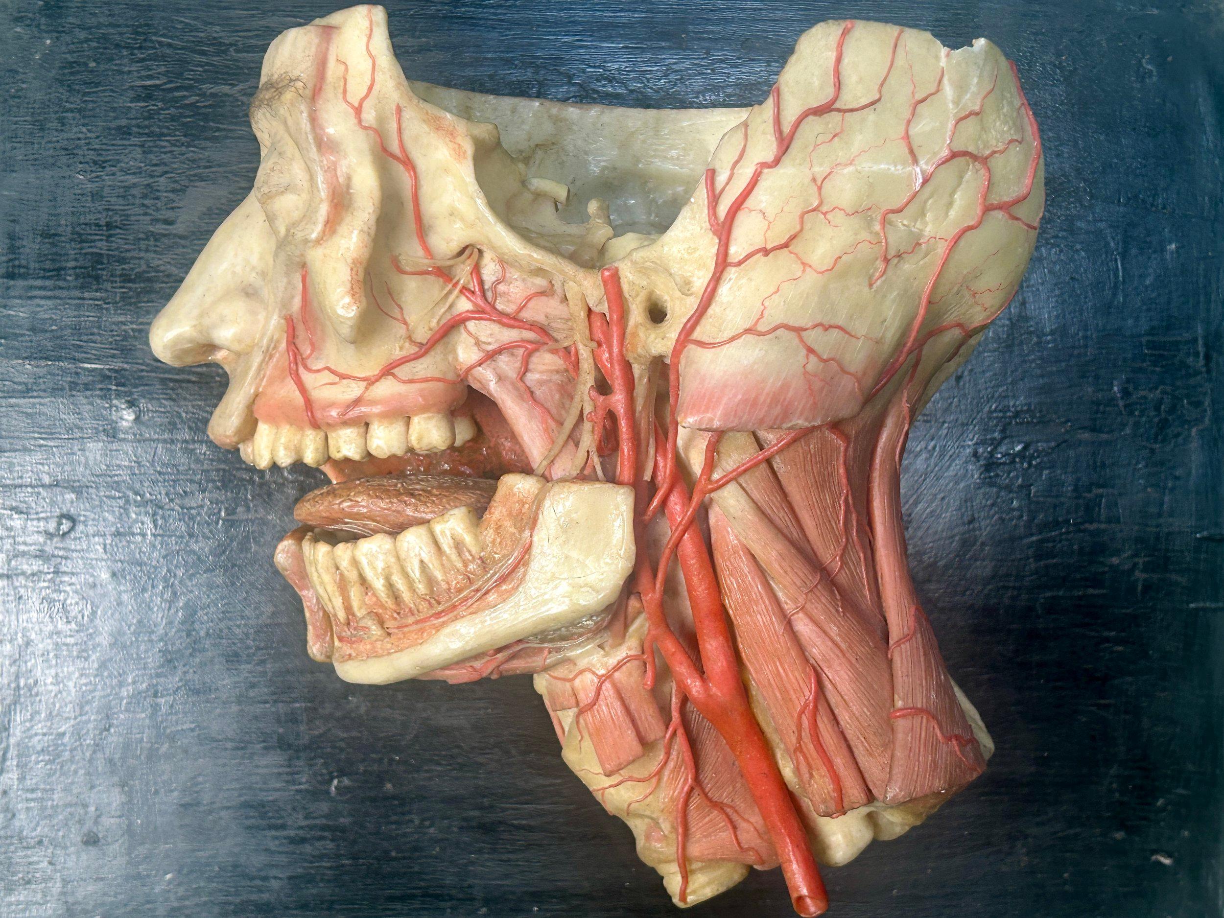 Bois 19th Century Anatomical Model of Dissected Wax Head Mounted on Framed Board en vente