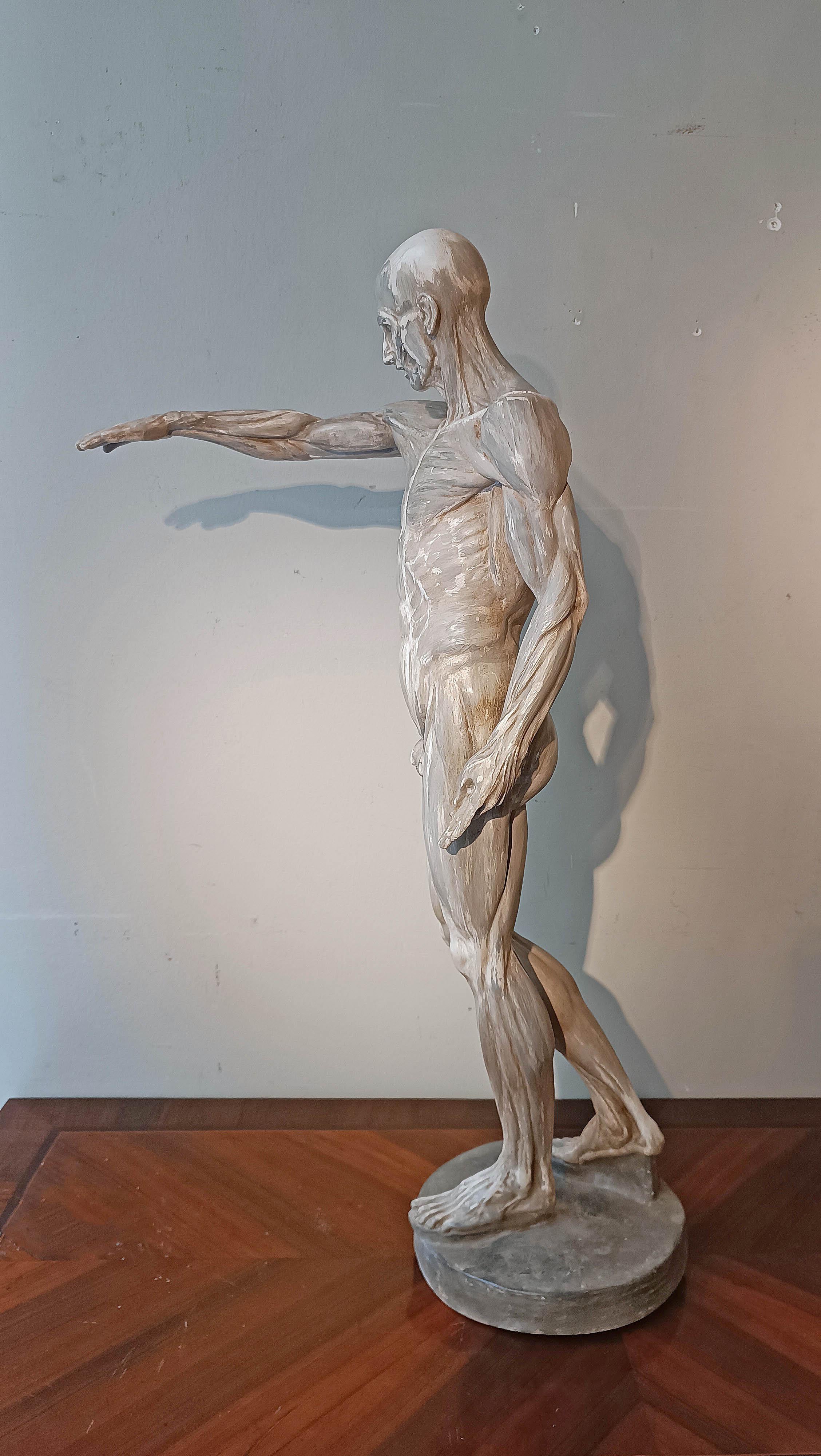 sCULPTURE DE MODÈLE ANATOMIQUE DU 19e SIÈCLE en vente 4