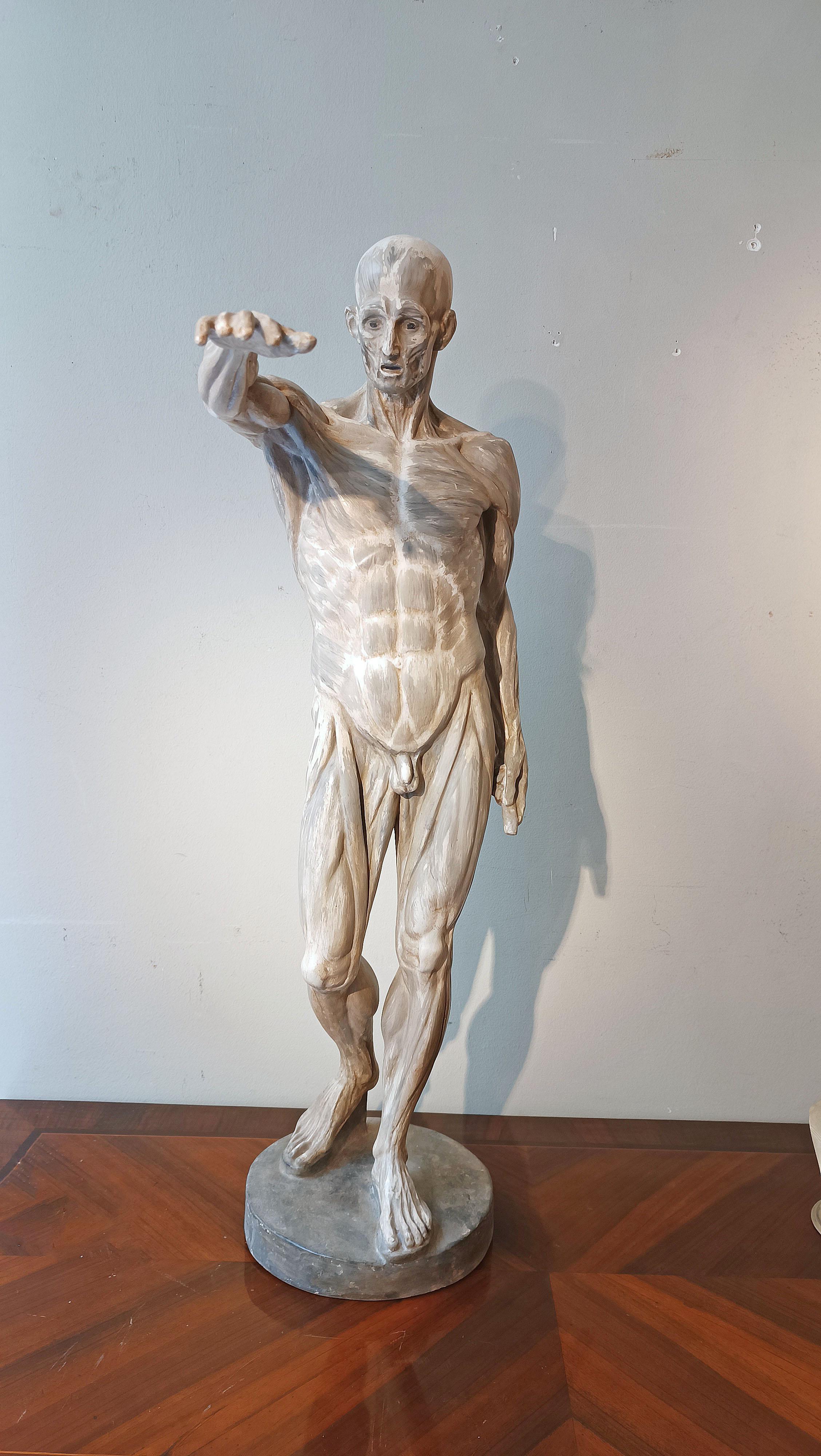 Sculpture en stuc représentant un modèle anatomique du système musculaire, réalisée à la main et peinte à la détrempe en deux tons de gris. La figure humaine, placée sur un petit piédestal, se caractérise par une représentation fidèle des détails