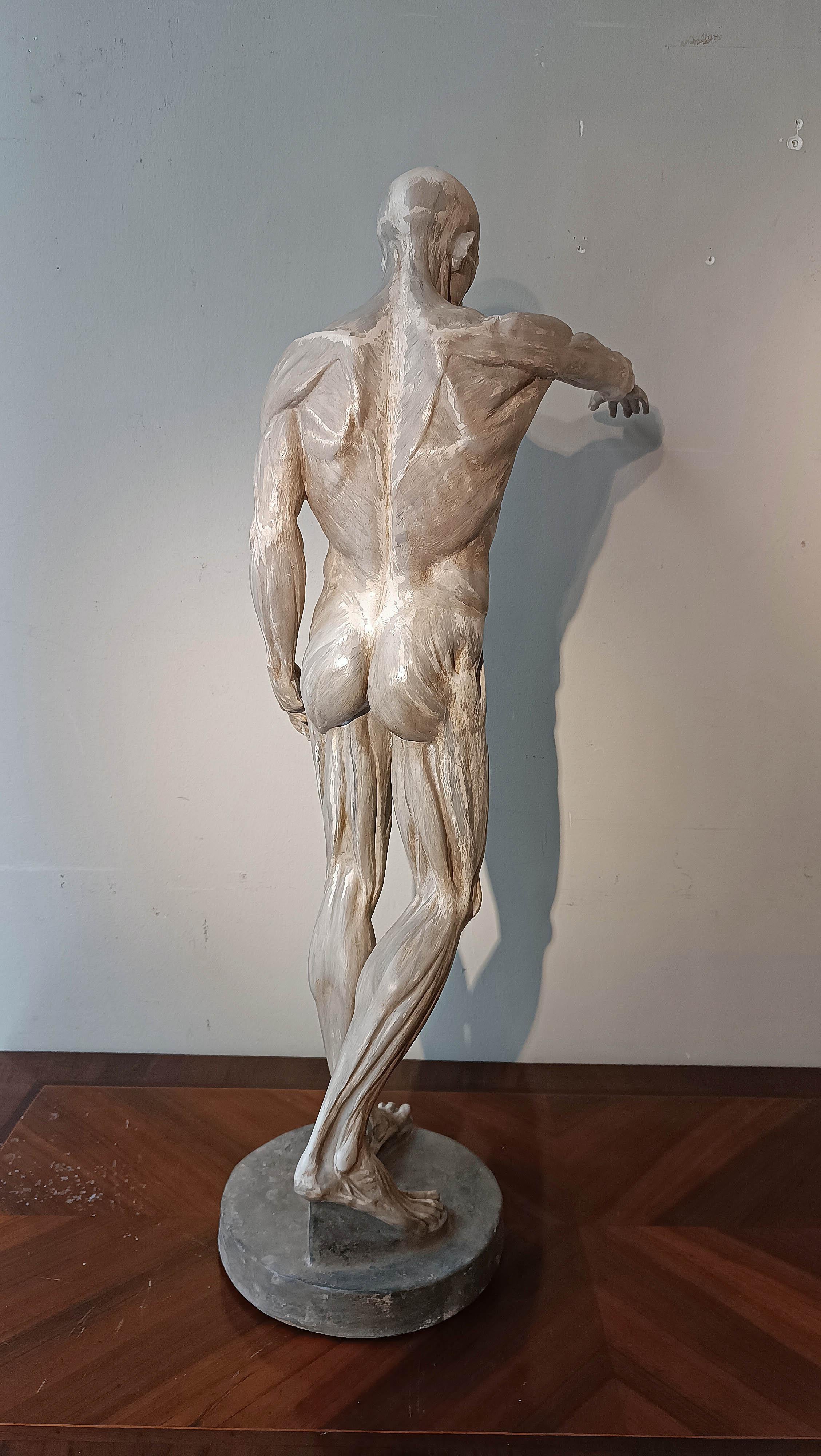Italian sCULPTURE DE MODÈLE ANATOMIQUE DU 19e SIÈCLE en vente