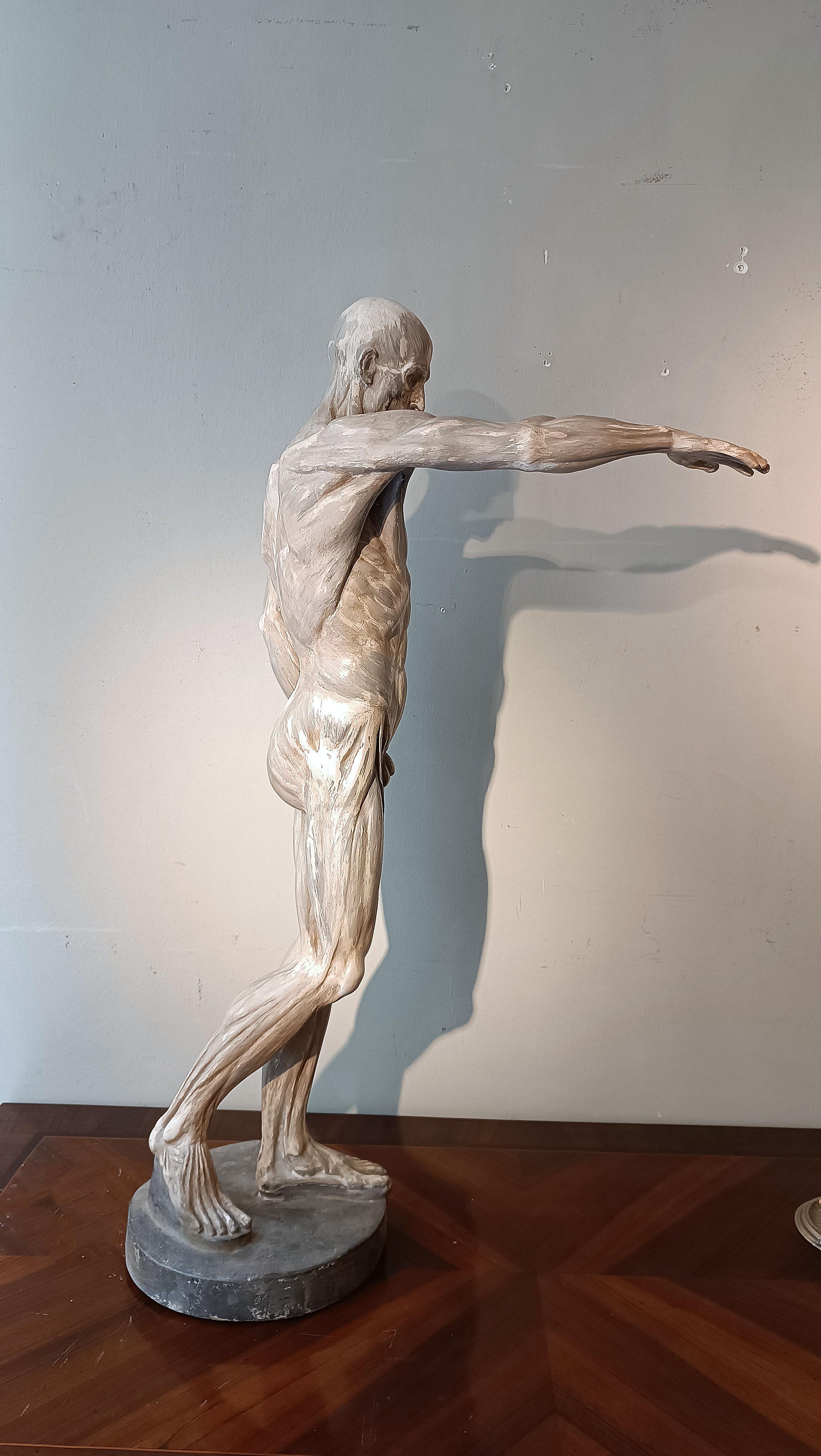 Fait main sCULPTURE DE MODÈLE ANATOMIQUE DU 19e SIÈCLE en vente