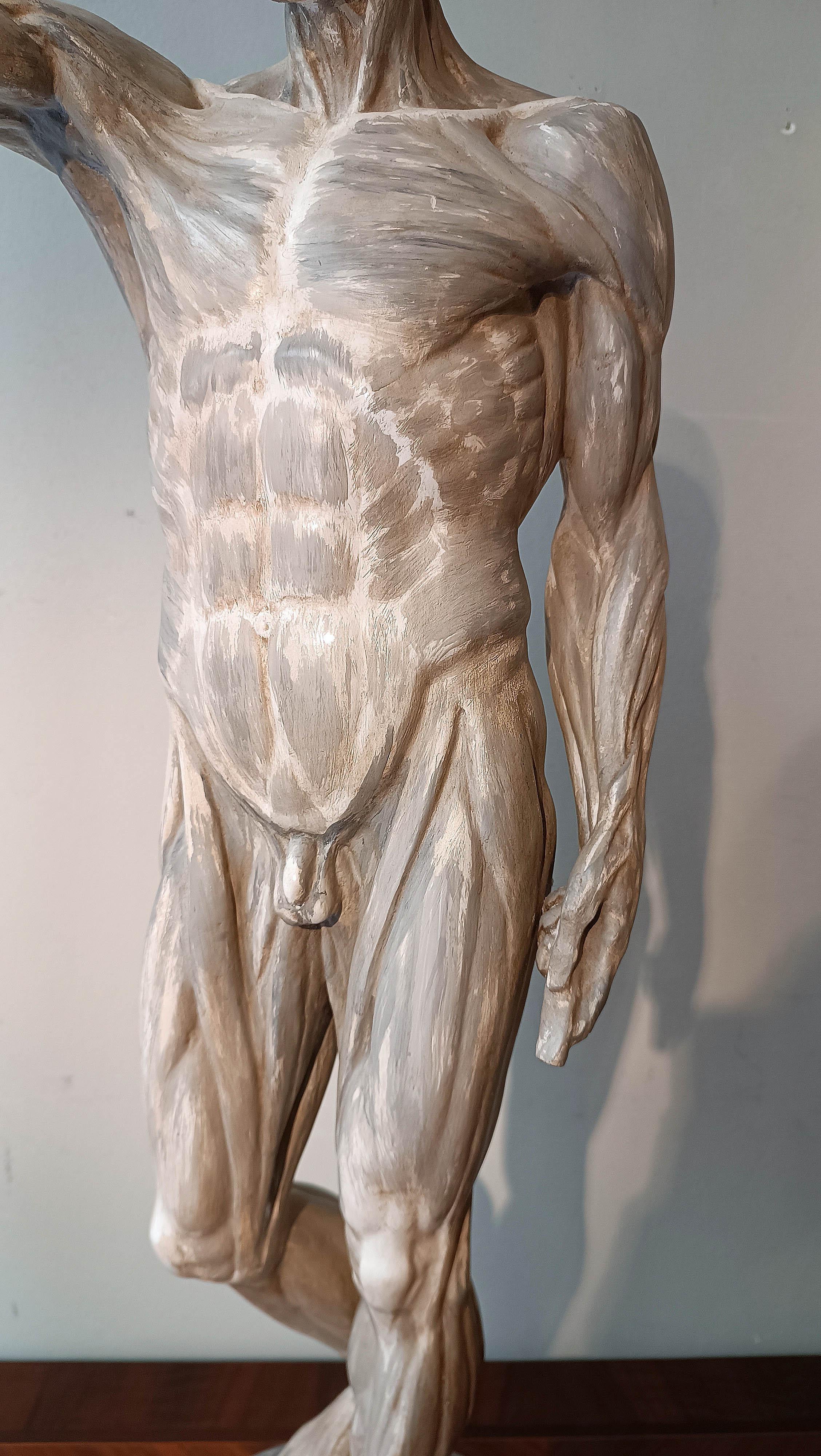 19th Century sCULPTURE DE MODÈLE ANATOMIQUE DU 19e SIÈCLE en vente