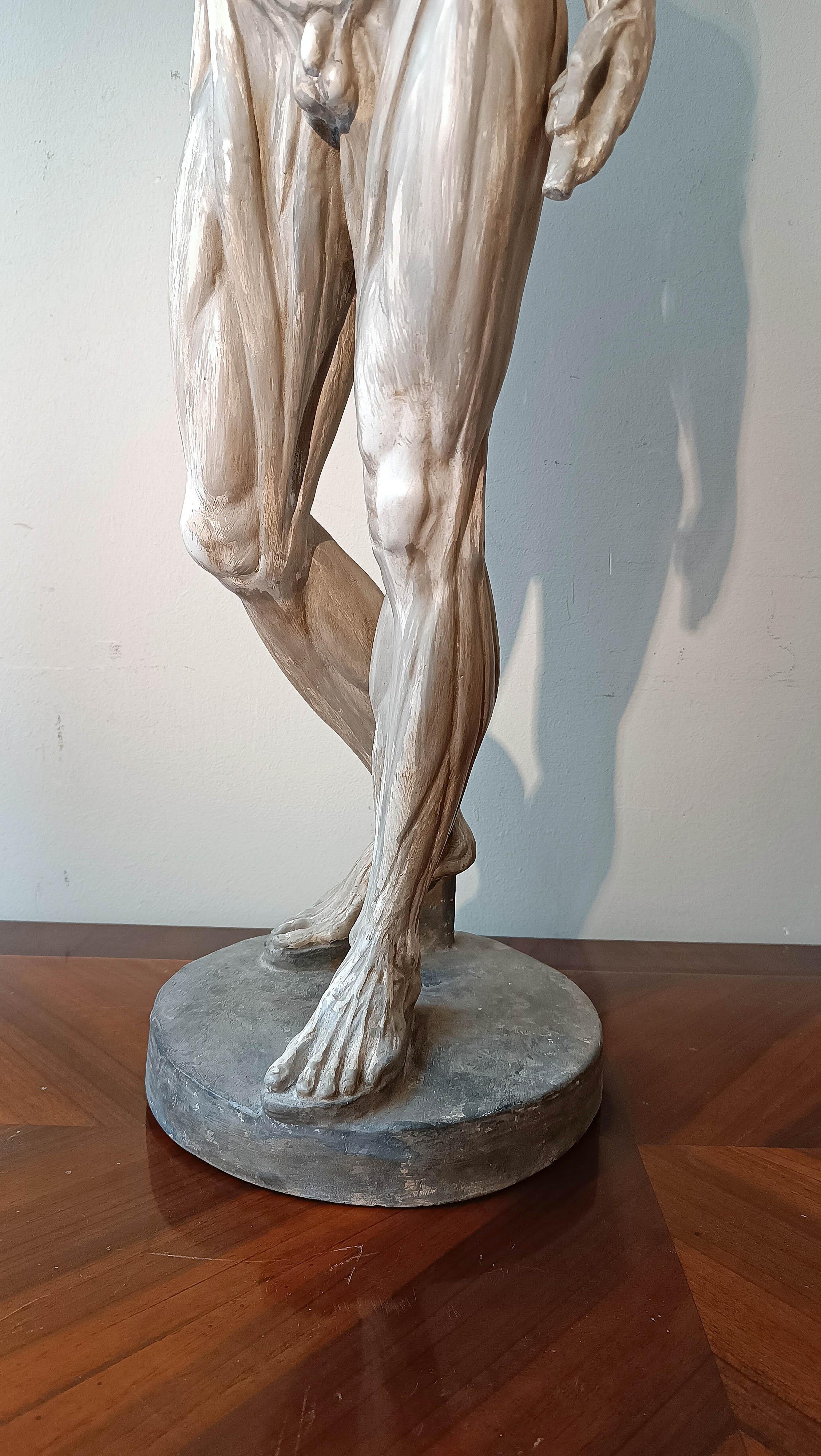 Stuc sCULPTURE DE MODÈLE ANATOMIQUE DU 19e SIÈCLE en vente