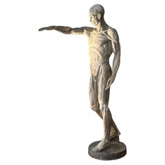 19th CENTURY ANATOMICAL MODEL SCULPTURE