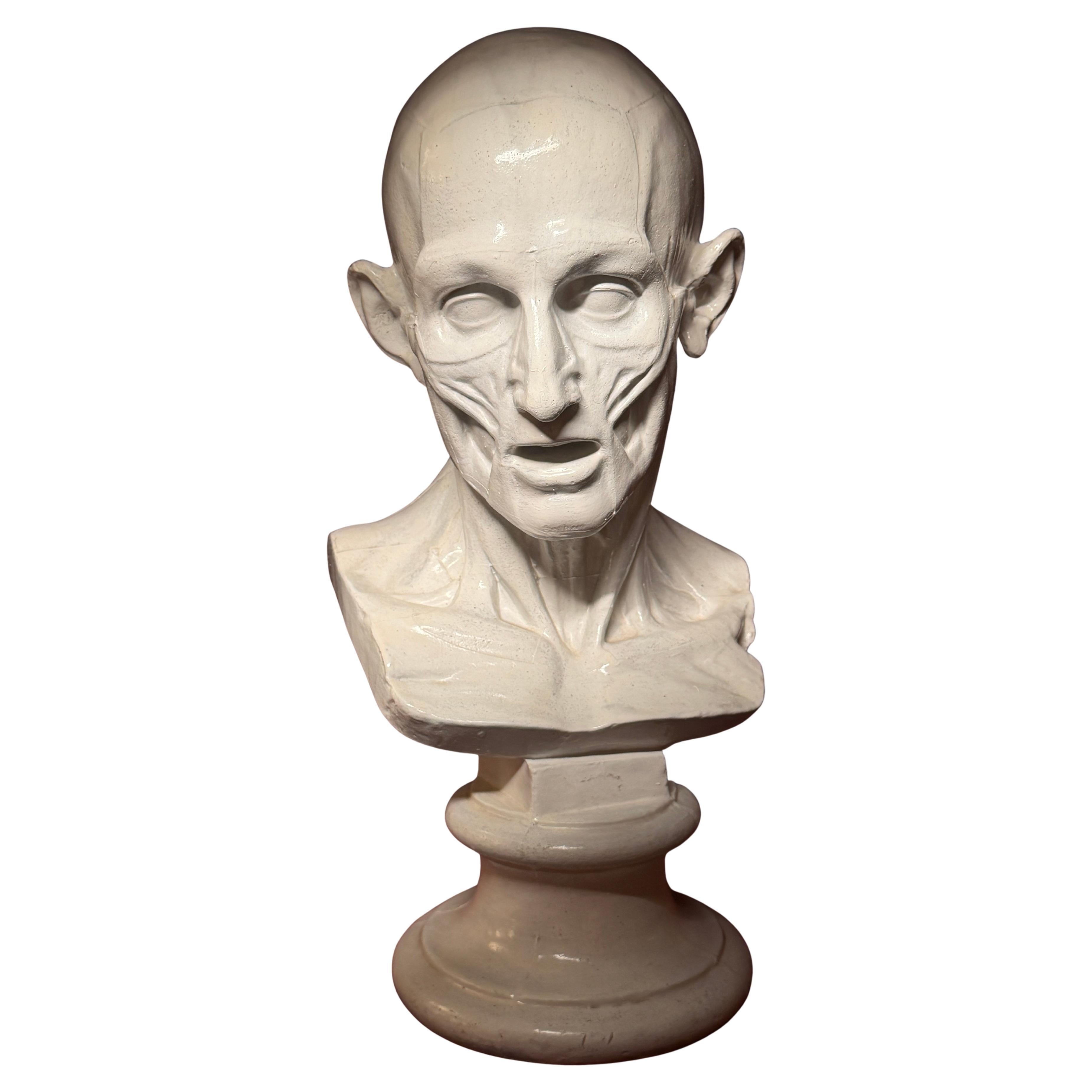 19th Century Anatomical Plaster Bust After Jean-Antoine Houdon
s L
Écorché For Sale