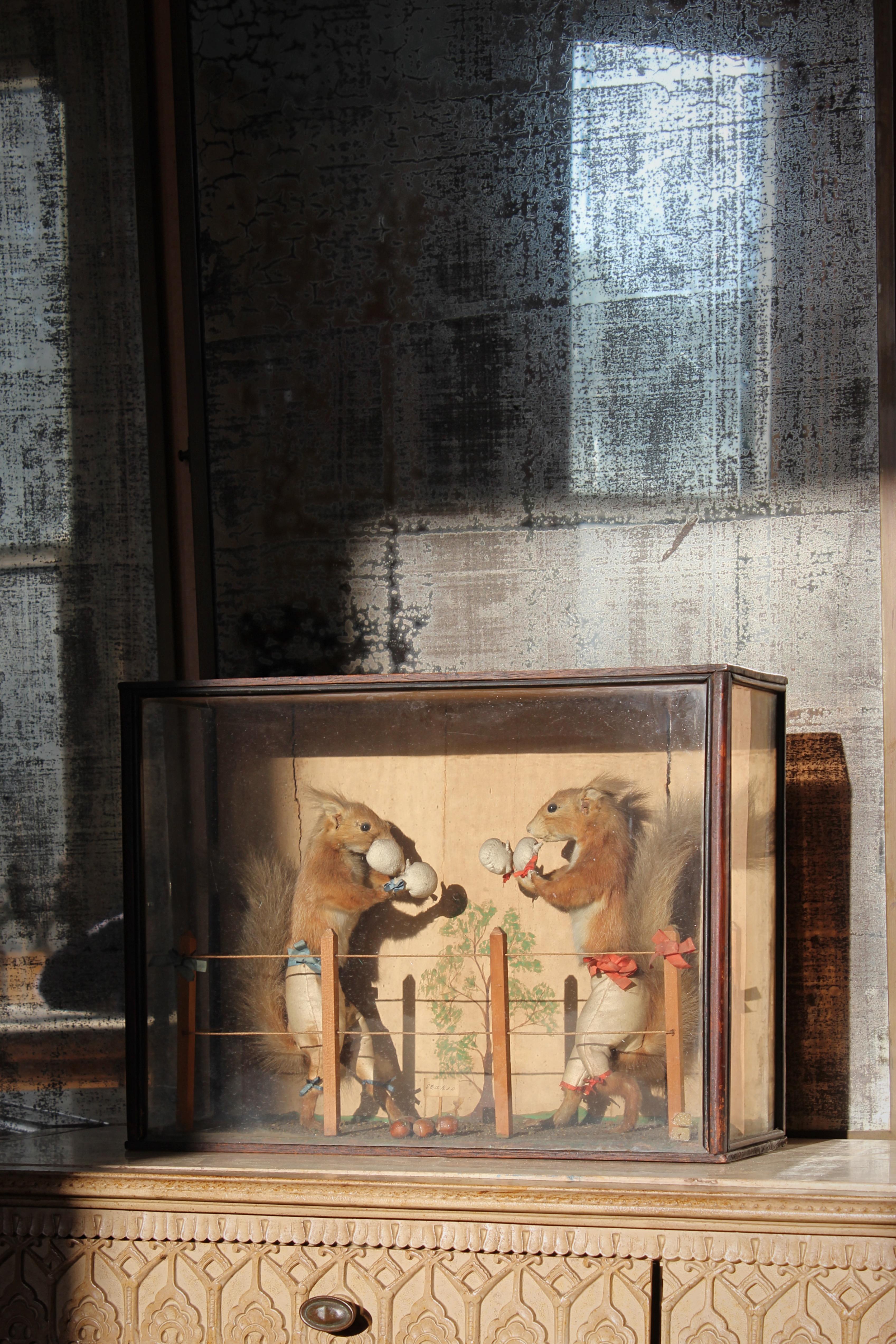 A very rare anthropomorphic taxidermy scene of two red squirrels boxing, housed in its original pine and glazed case with hand painted backdrop. 

The squirrels have their original small cloth gloves and breeches along with their team coloured