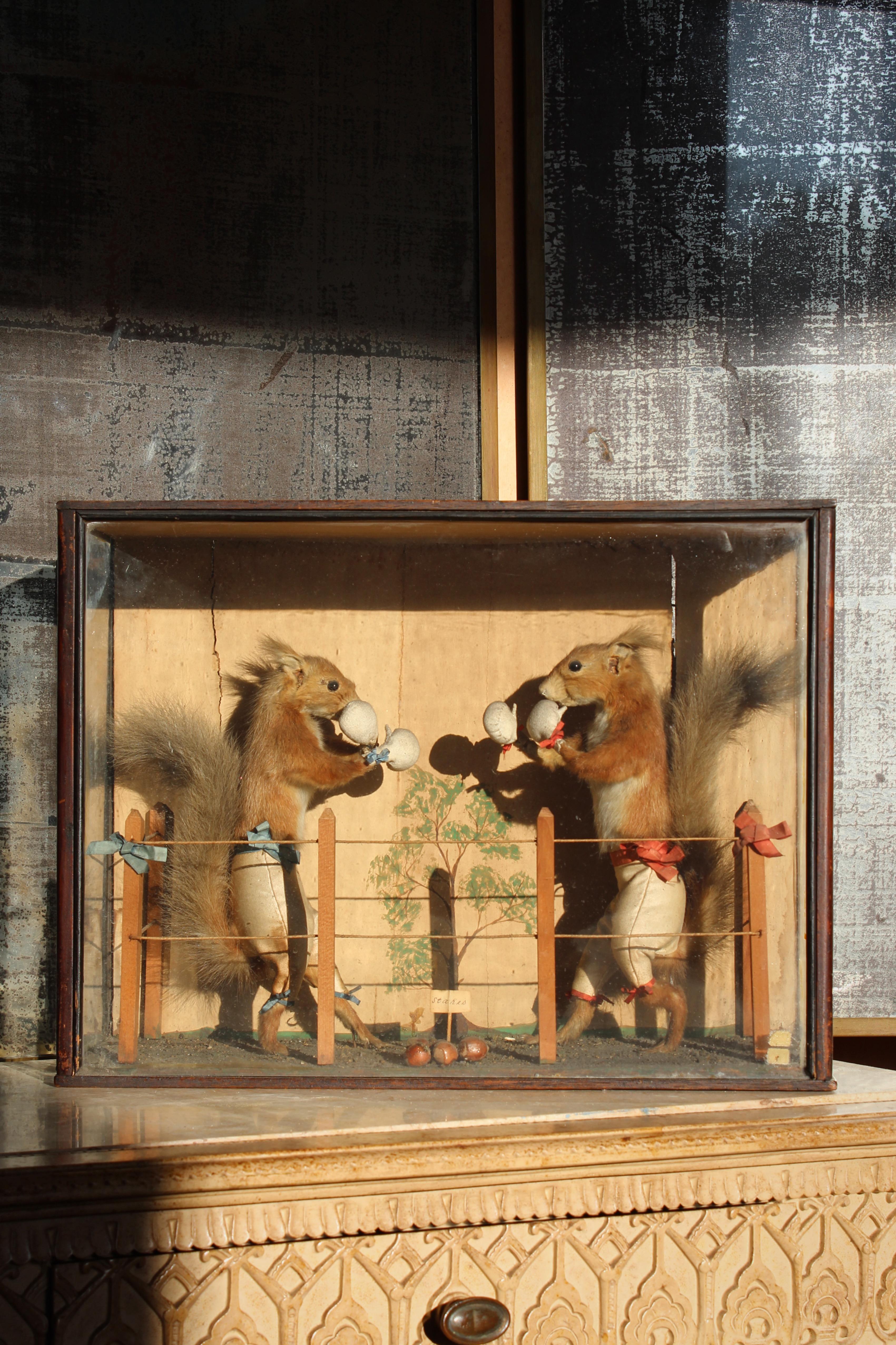 19th Century  Anthropomorphic Taxidermy Boxing Squirrels by Edward Hart  In Good Condition For Sale In Lowestoft, GB