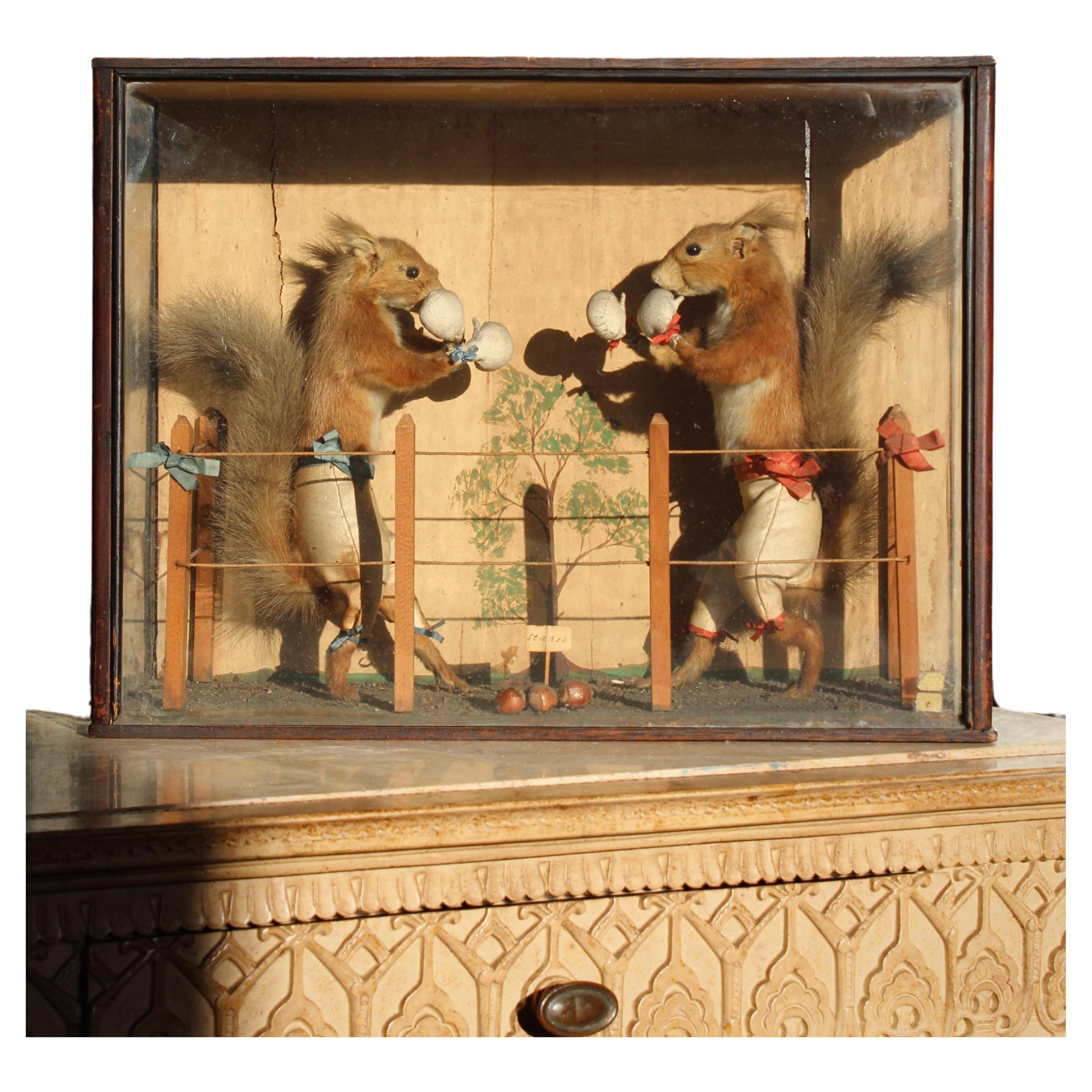 19ème siècle  Écureuils de boxe anthropomorphes de la taxidermie d'Edward Hart  en vente