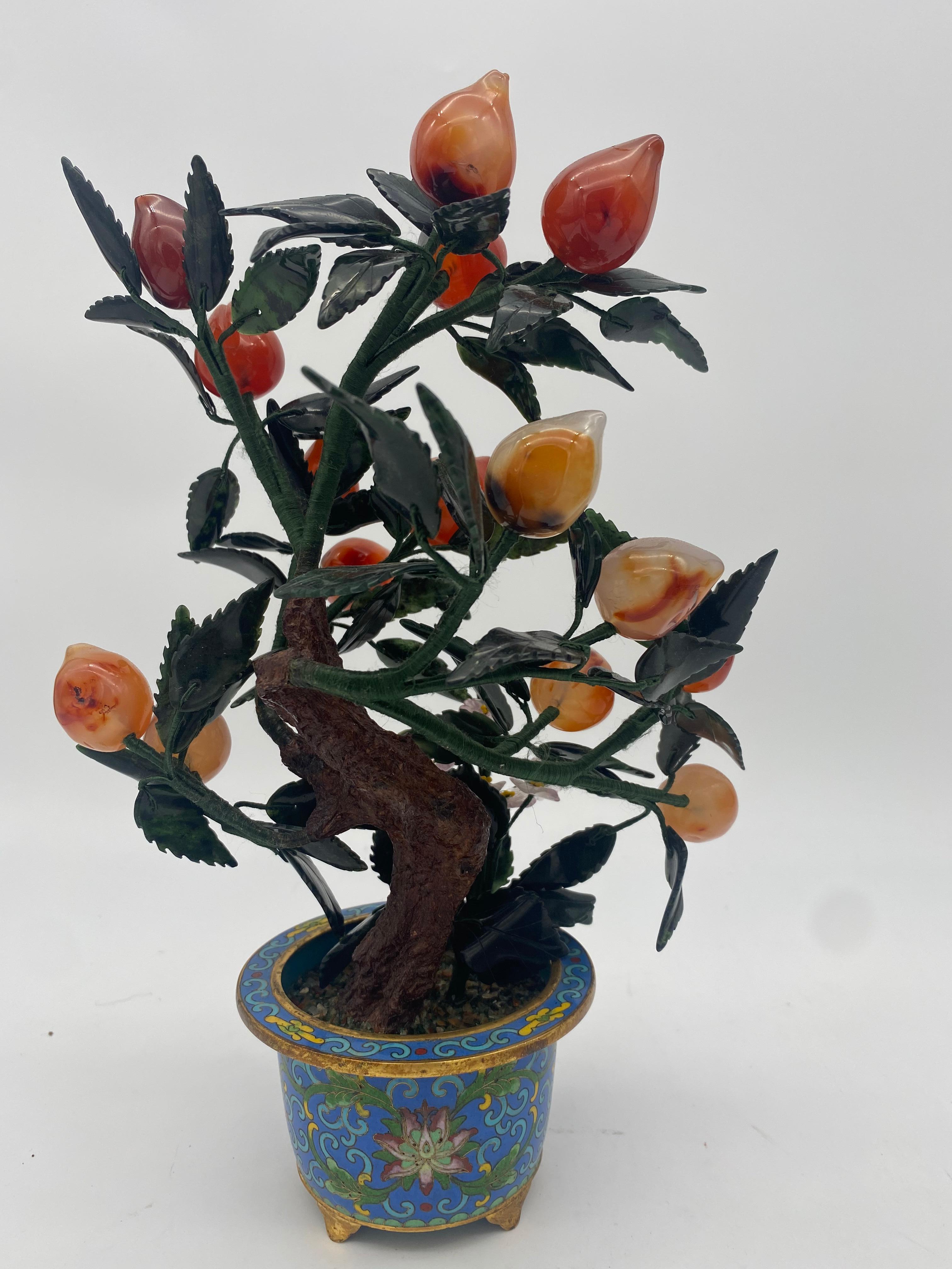 bonsai orange tree