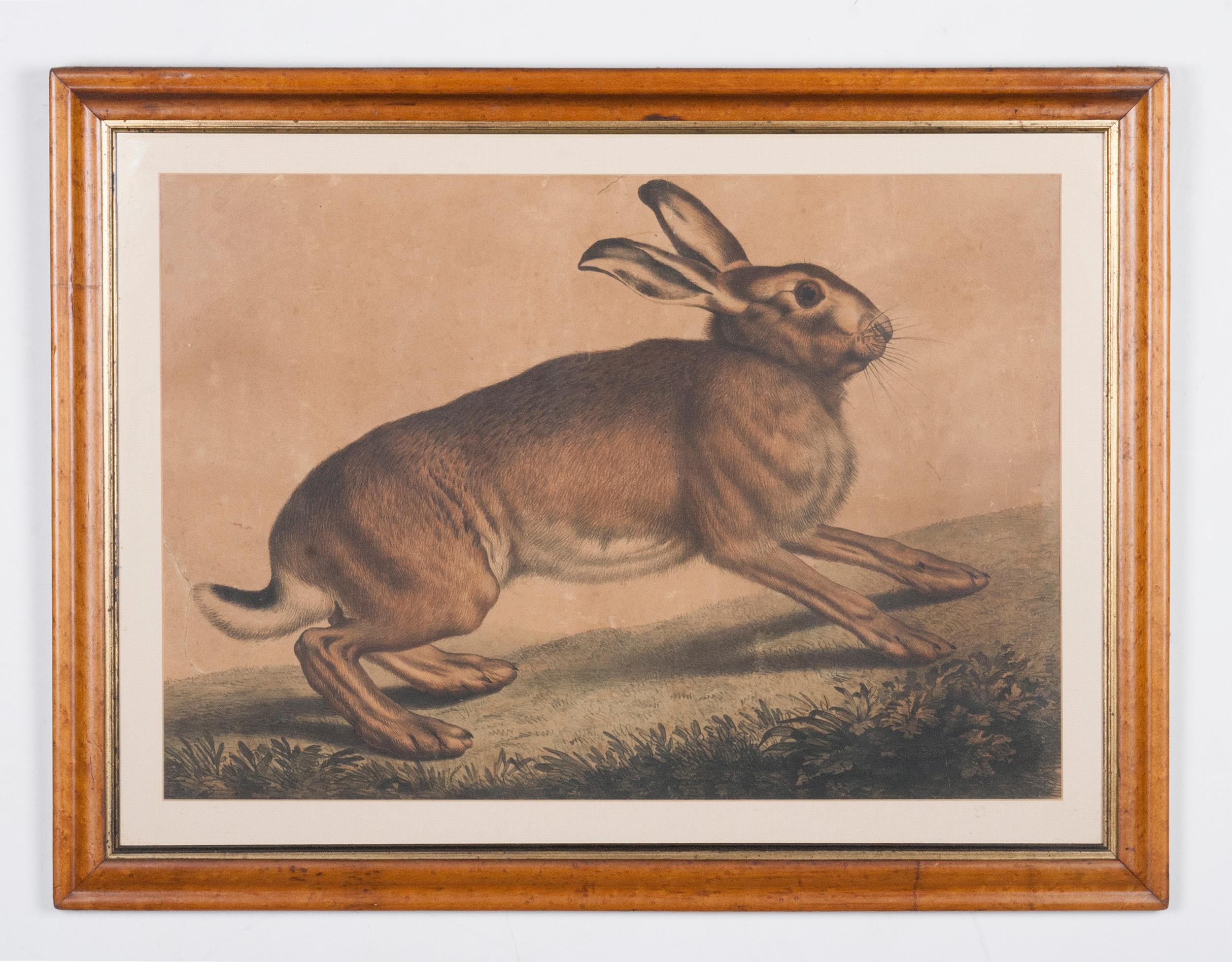 Large antique print of a hare.
The print can be dated circa 1880-1900.
The frame dates from the same time. It is a maple frame with the original old glass.