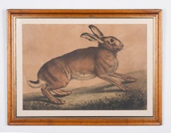 19th Century Antique Engraving of a Hare with Maplewood Frame