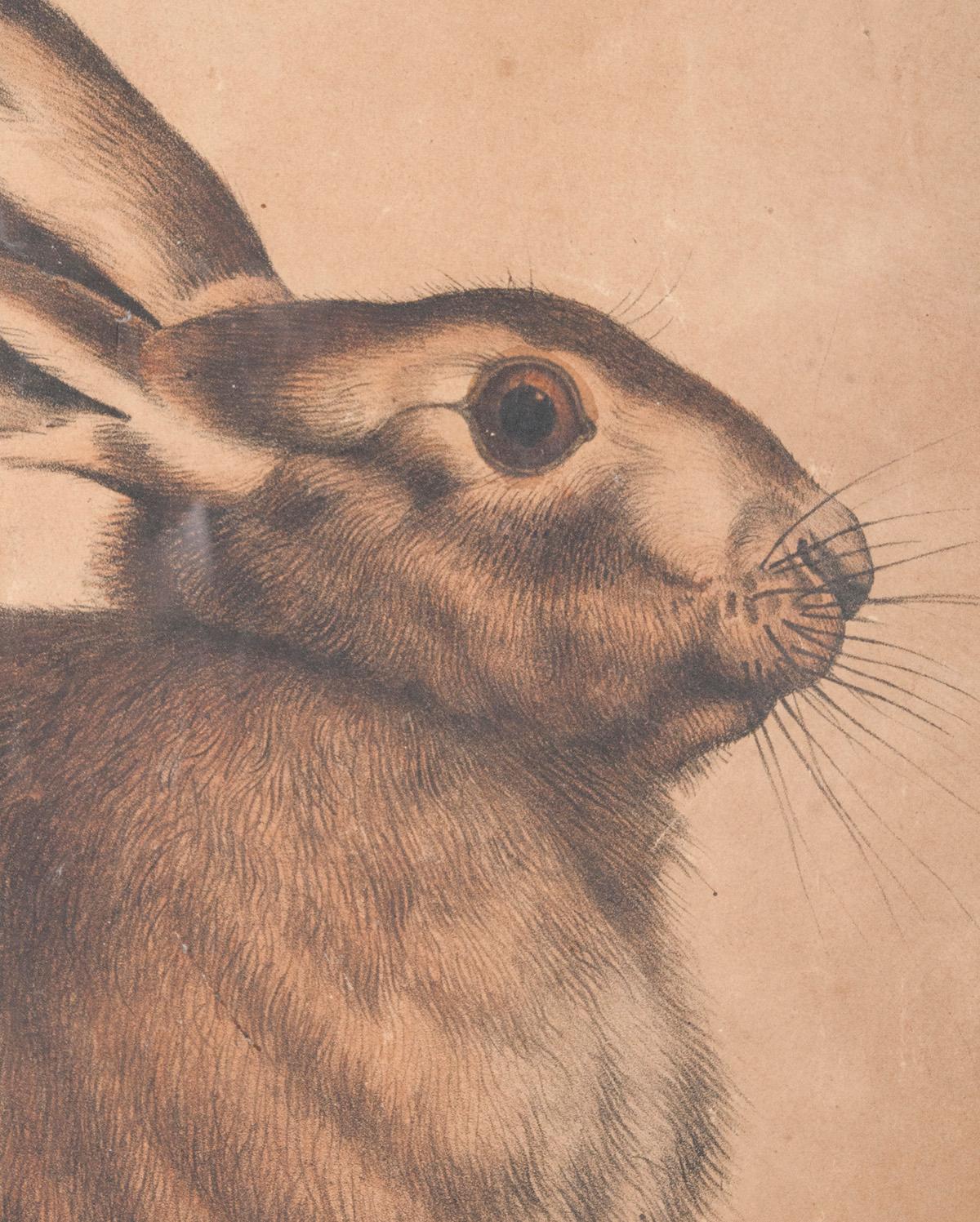 hare engraving