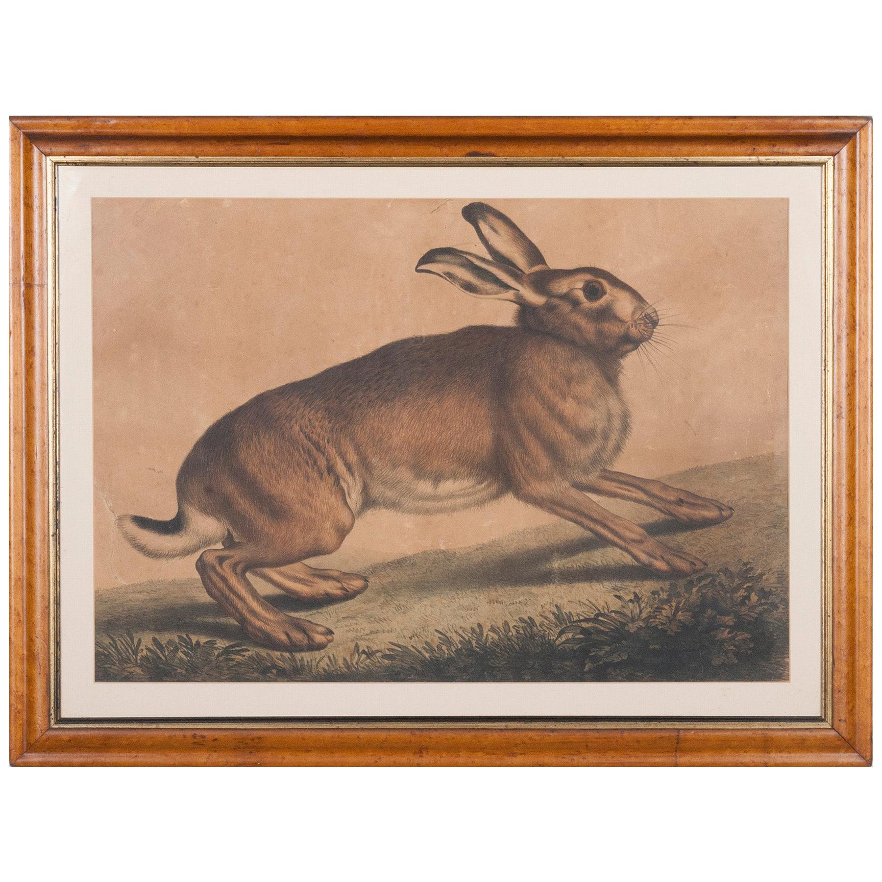 19th Century Antique Engraving of a Hare with Maplewood Frame