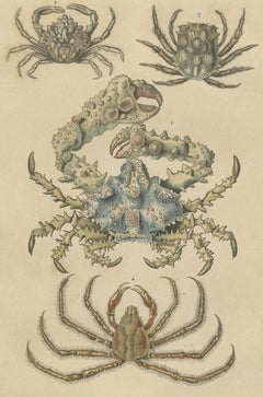 19th Century Antique Handcolored Print of Different Sea Crabs, 1845