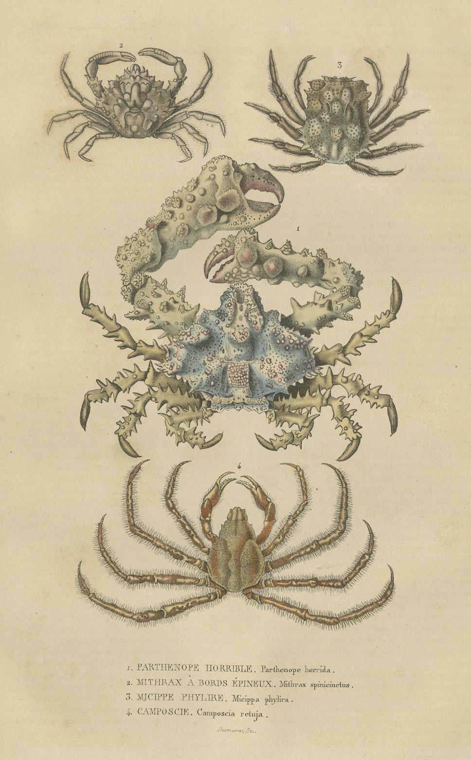 Engraved 19th Century Antique Handcolored Print of Different Sea Crabs, 1845  For Sale
