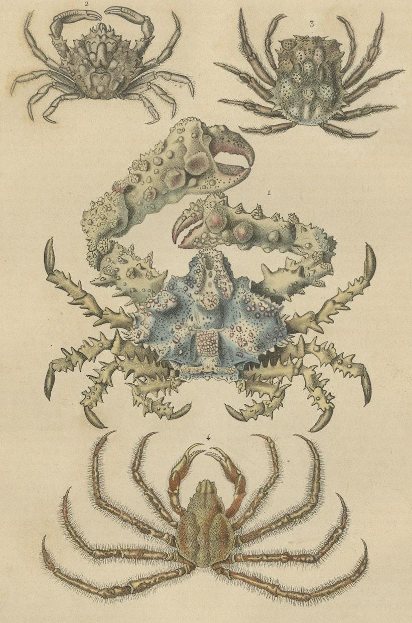 19th Century Antique Handcolored Print of Different Sea Crabs, 1845  In Good Condition For Sale In Langweer, NL