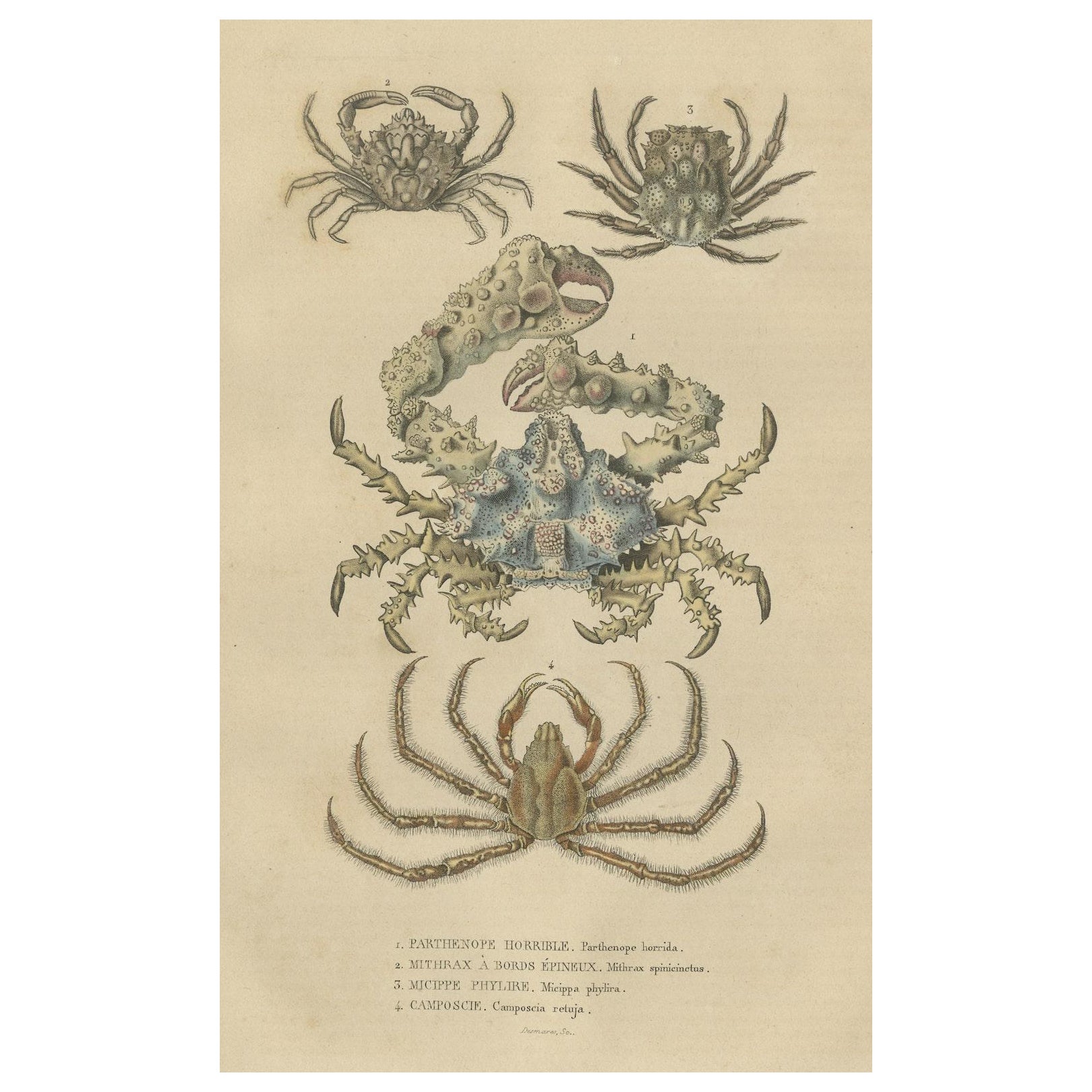 19th Century Antique Handcolored Print of Different Sea Crabs, 1845