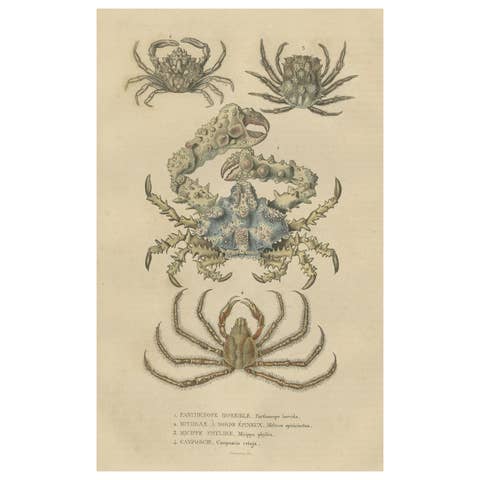 19th Century Antique Handcolored Print of Different Sea Crabs, 1845