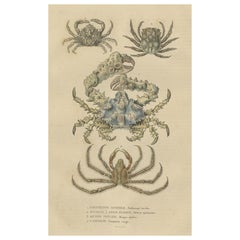 Antiker handkolorierter Druck verschiedener Seeigel des 19. Jahrhunderts, 1845
