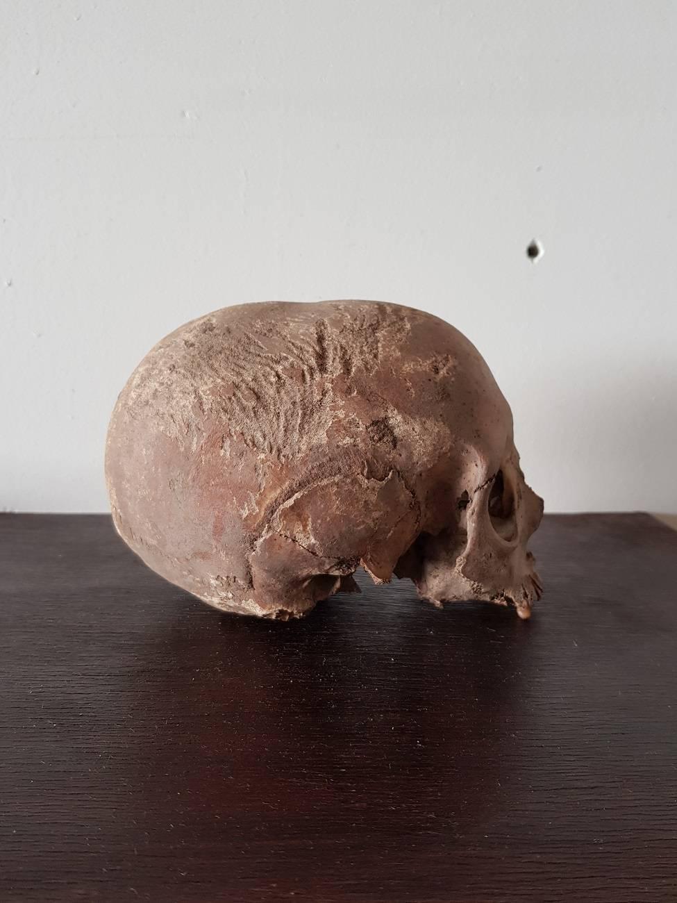antique human skull for sale