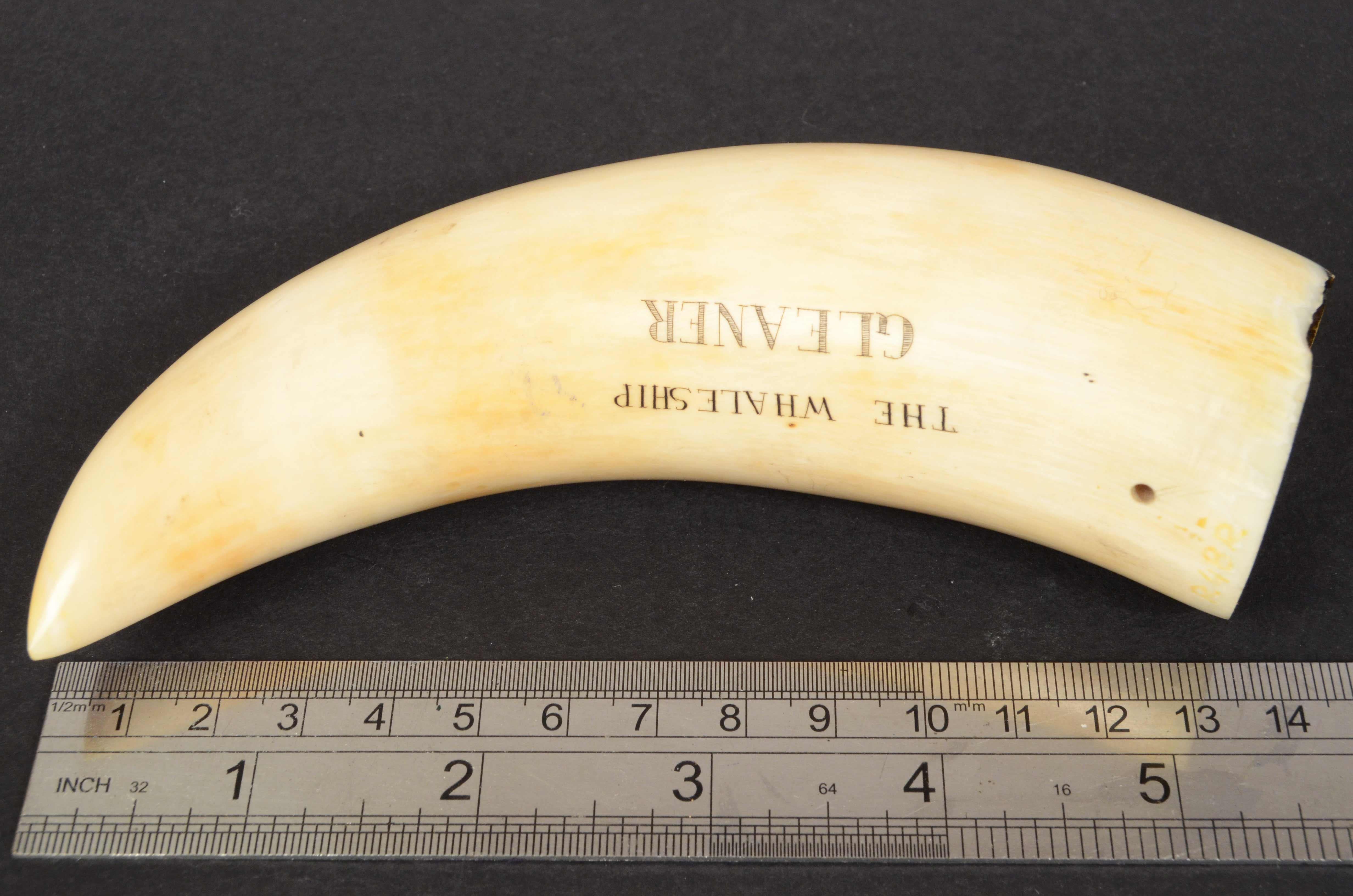 Scrimshaw of an engraved whale tooth, of exquisite workmanship, from the mid 19th century length 14 cm, depicting 2 rowing boats with six whales each trying to harpoon a whale, in the background the brig / whaling ship. 
The back of the tooth bears