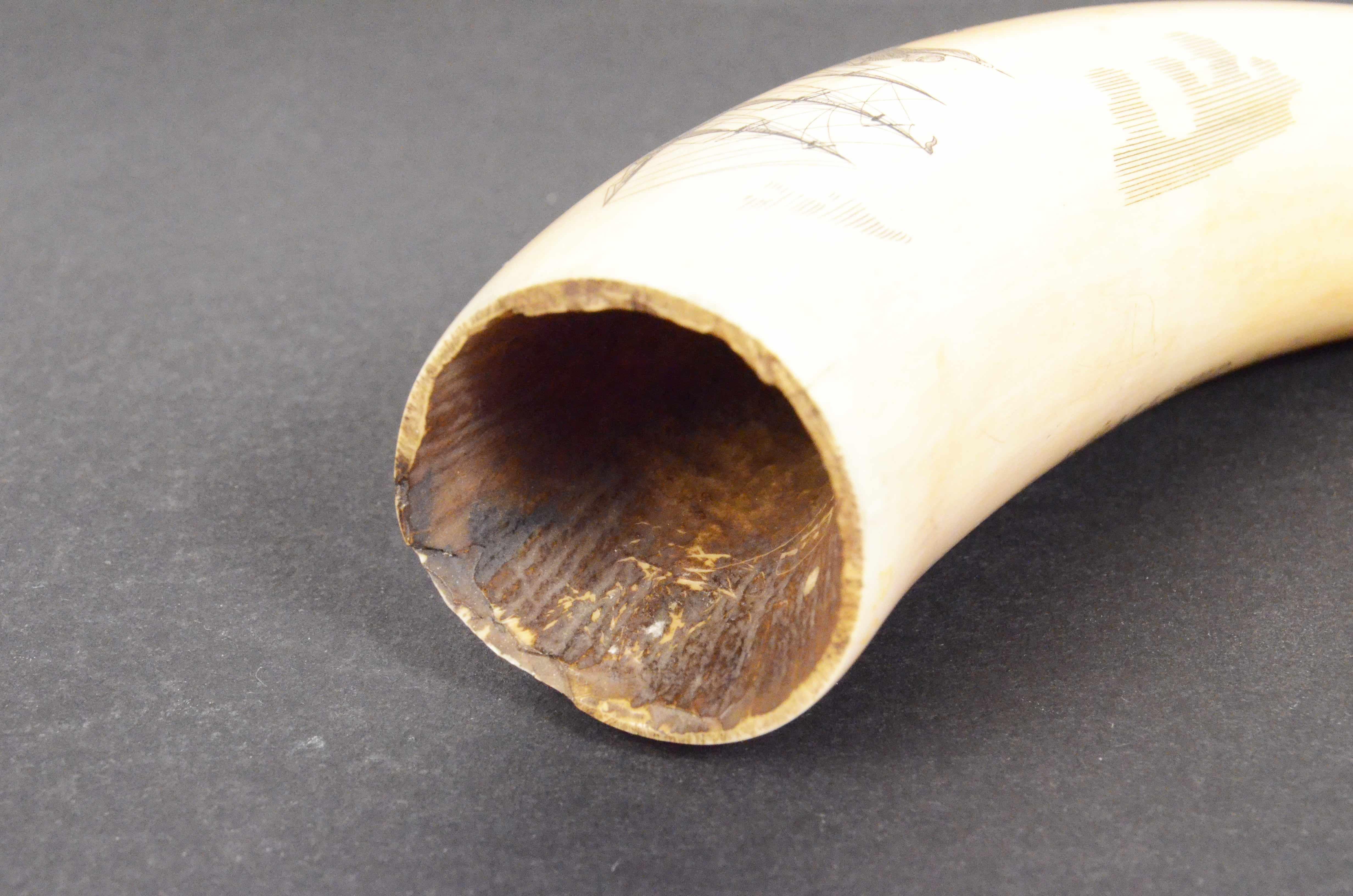 19th Century Antique Scrimshaw of an Engraved Whale Tooth Ancient Marine Art 1