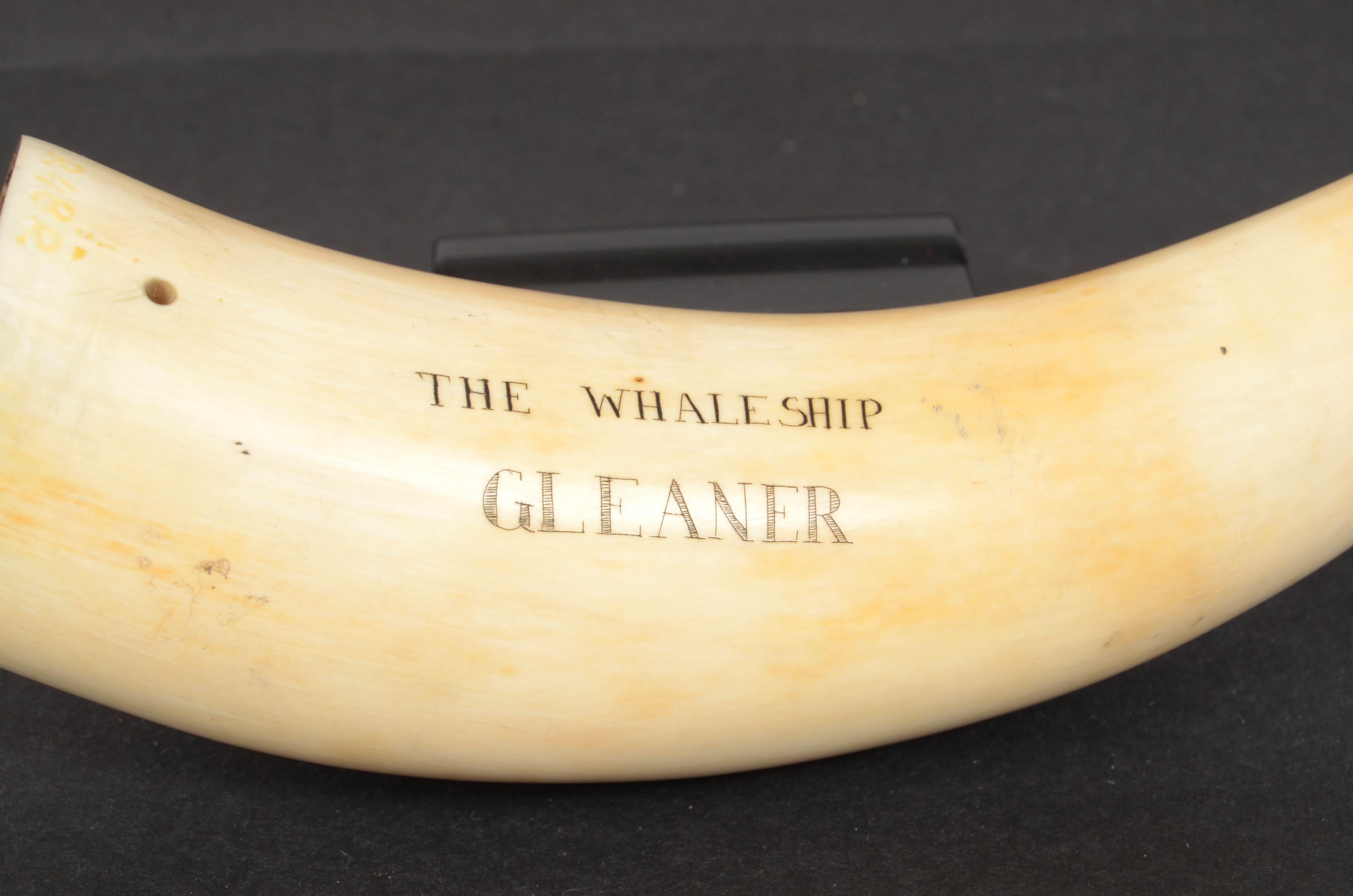 19th Century Antique Scrimshaw of an Engraved Whale Tooth Ancient Marine Art 2