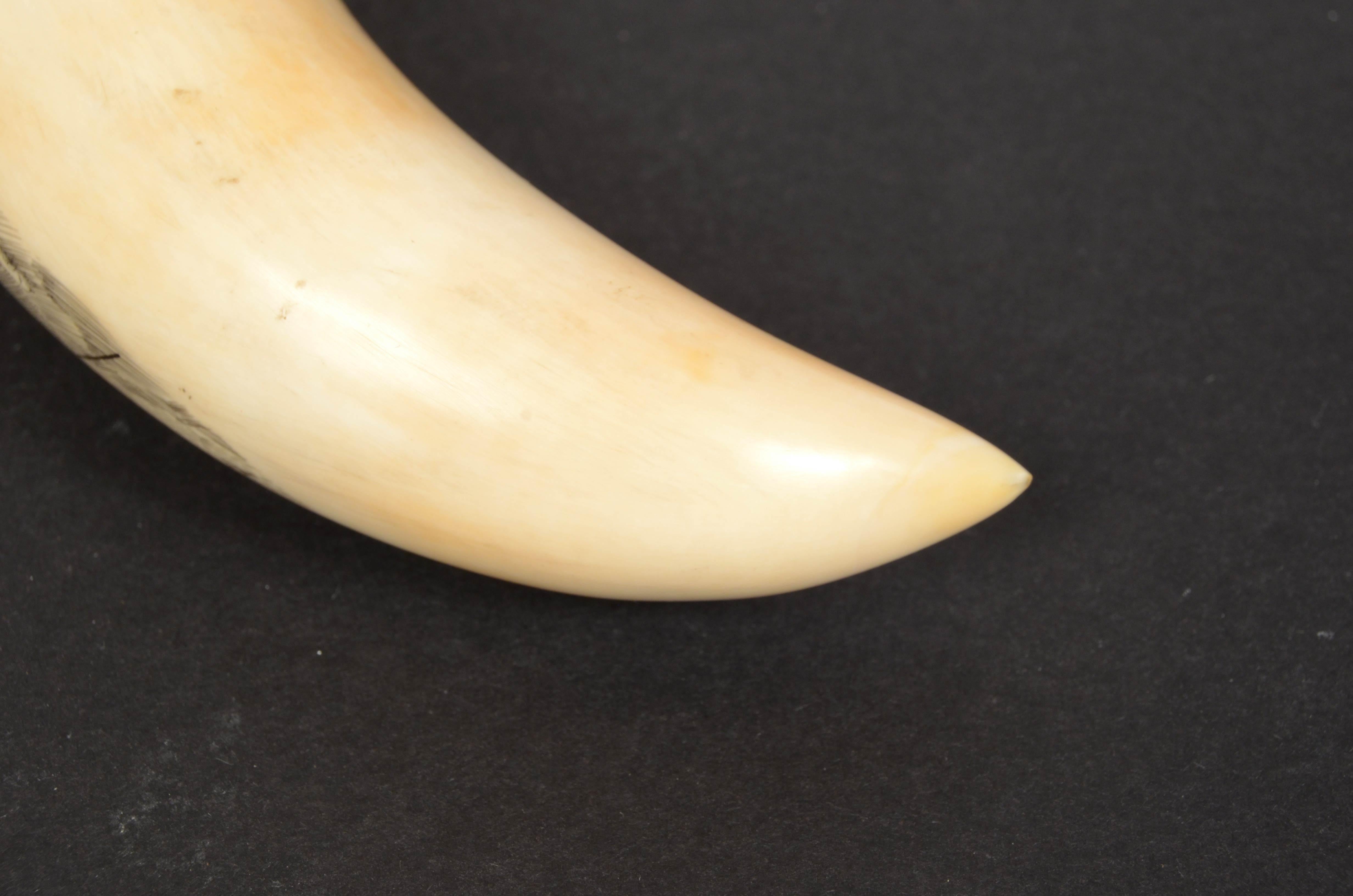 19th Century Antique Scrimshaw of an Engraved Whale Tooth Ancient Marine Art 3