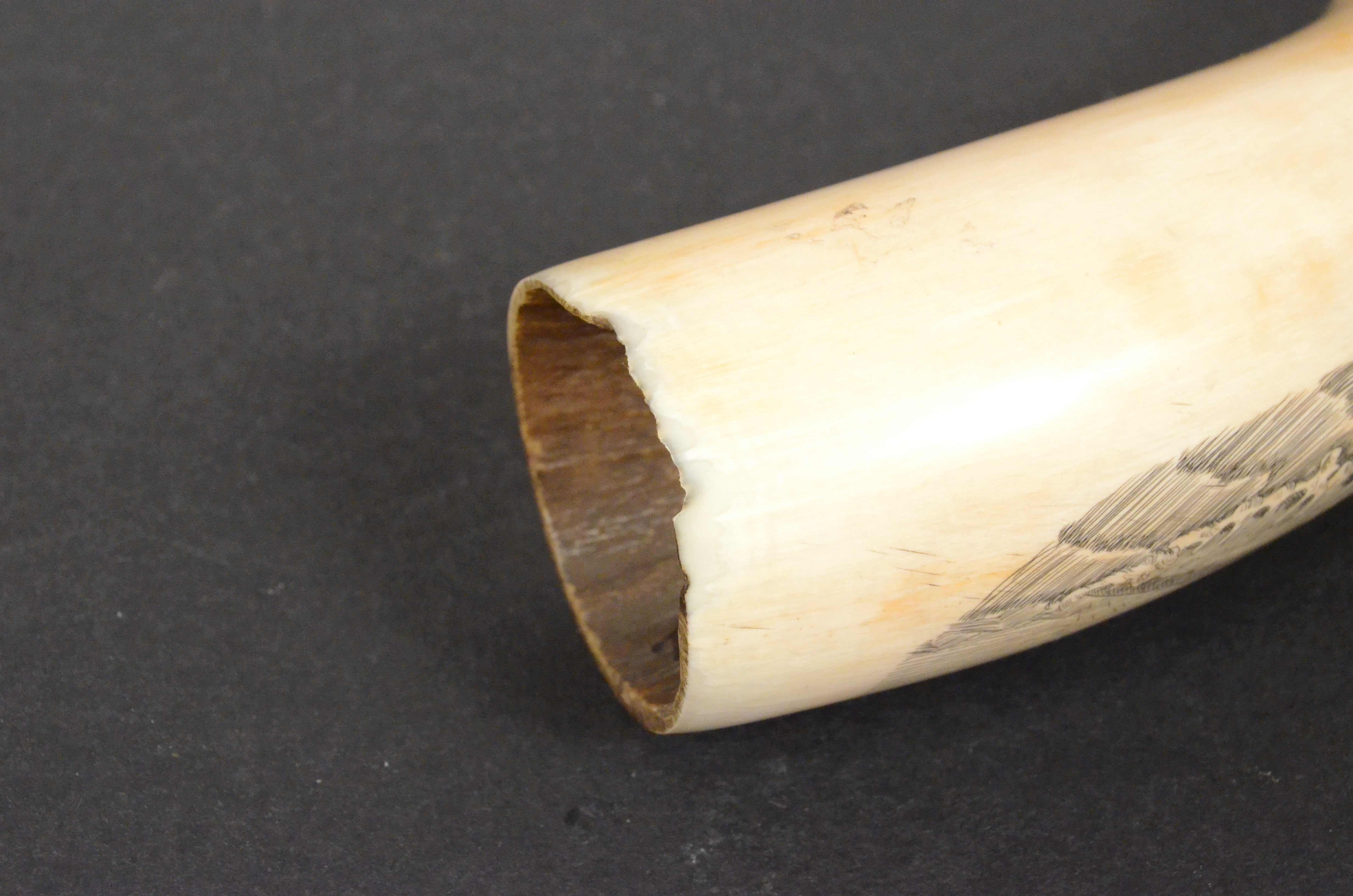 19th Century Antique Scrimshaw of an Engraved Whale Tooth Ancient Marine Art 4