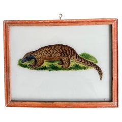 Ritratto di armadillo del XIX secolo: Studio dettagliato di Nature