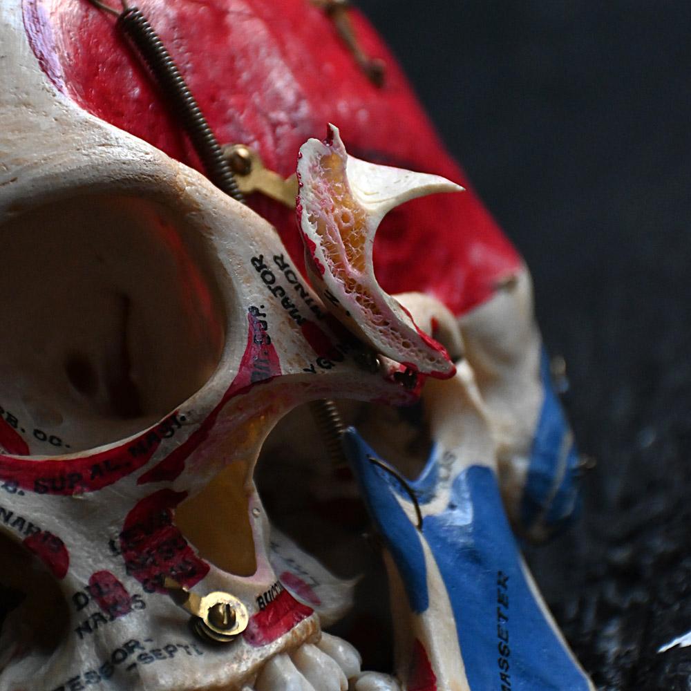 Crâne humain médical articulé du 19e siècle en vente 3