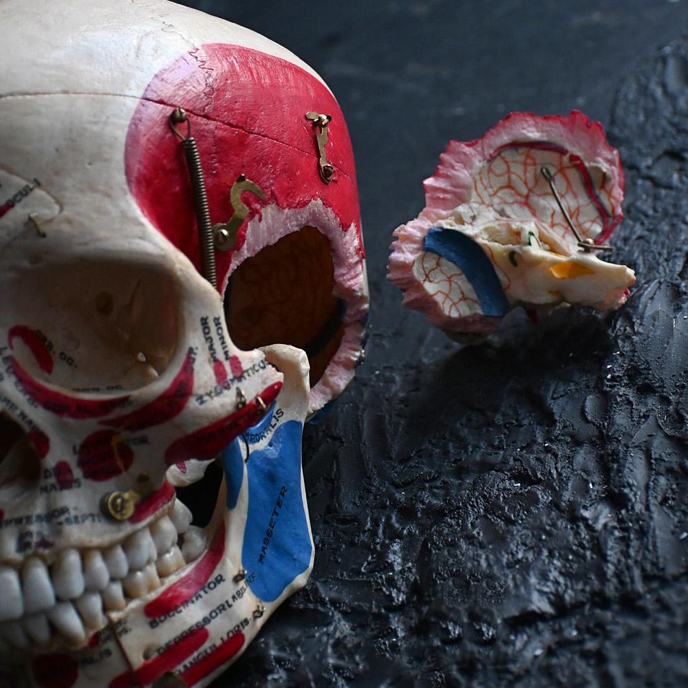 Crâne humain médical articulé du 19e siècle en vente 5