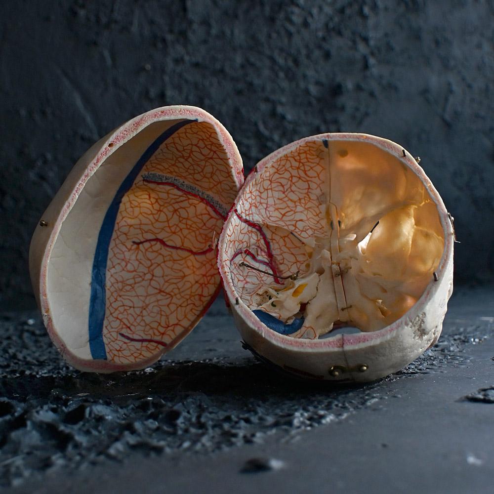 Crâne humain médical articulé du 19e siècle en vente 6