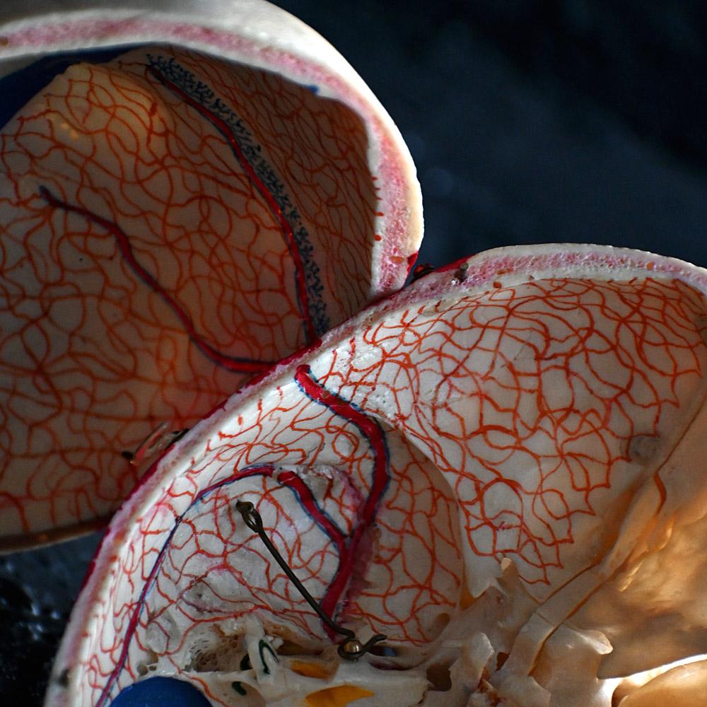 Crâne humain médical articulé du 19e siècle en vente 7