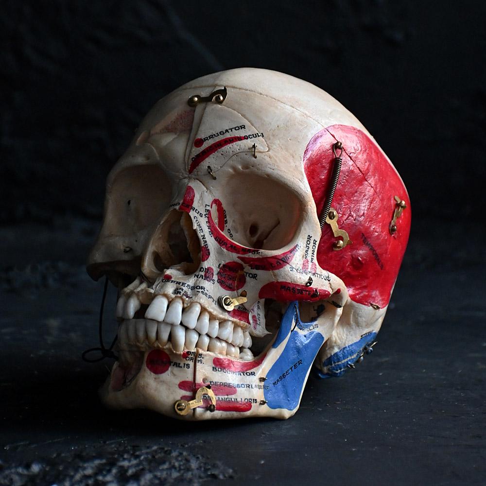 Crâne humain médical articulé du 19e siècle 
Dimensions en pouces : H 7.5