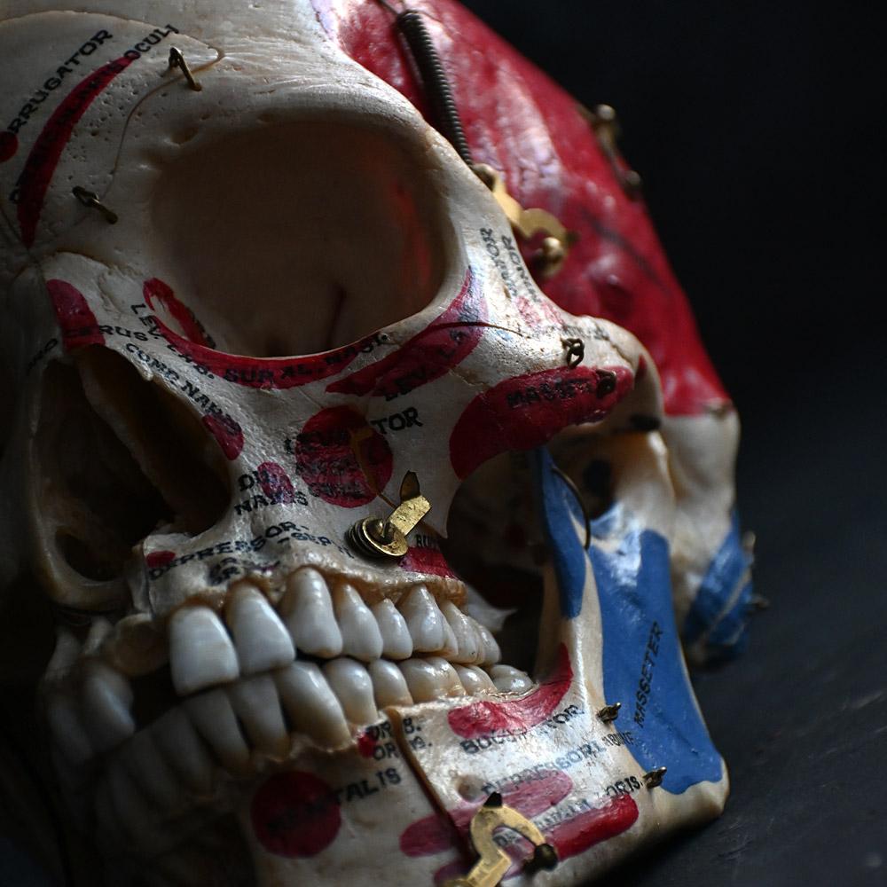 Victorien Crâne humain médical articulé du 19e siècle en vente