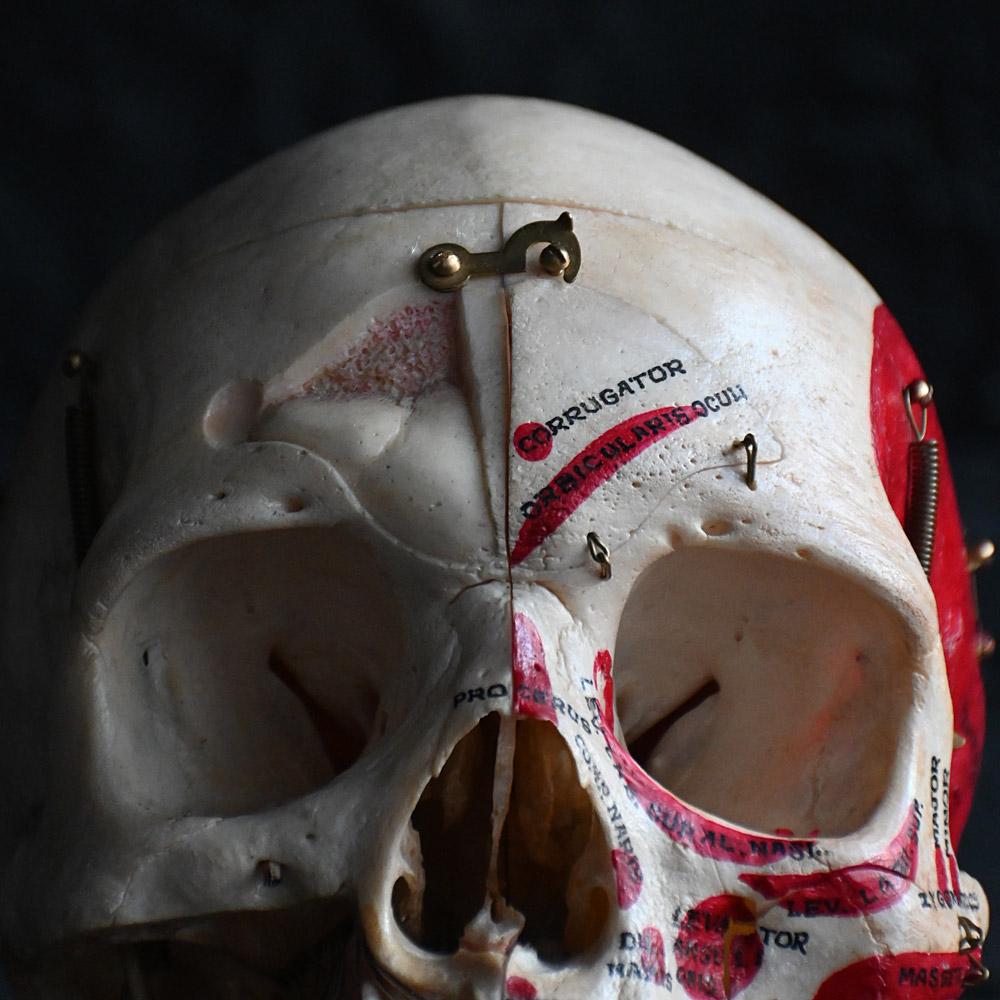 Fait main Crâne humain médical articulé du 19e siècle en vente