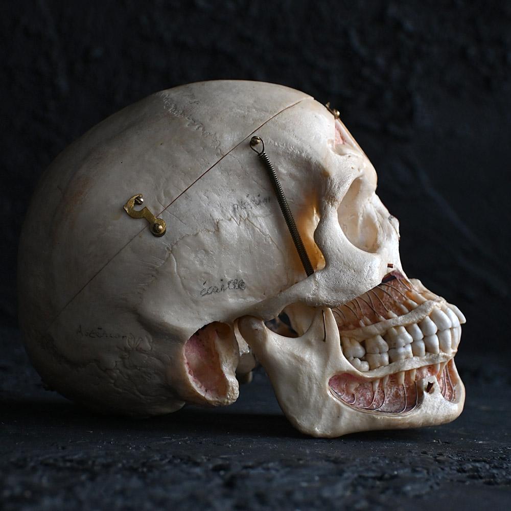 Crâne humain médical articulé du 19e siècle Excellent état - En vente à London, GB