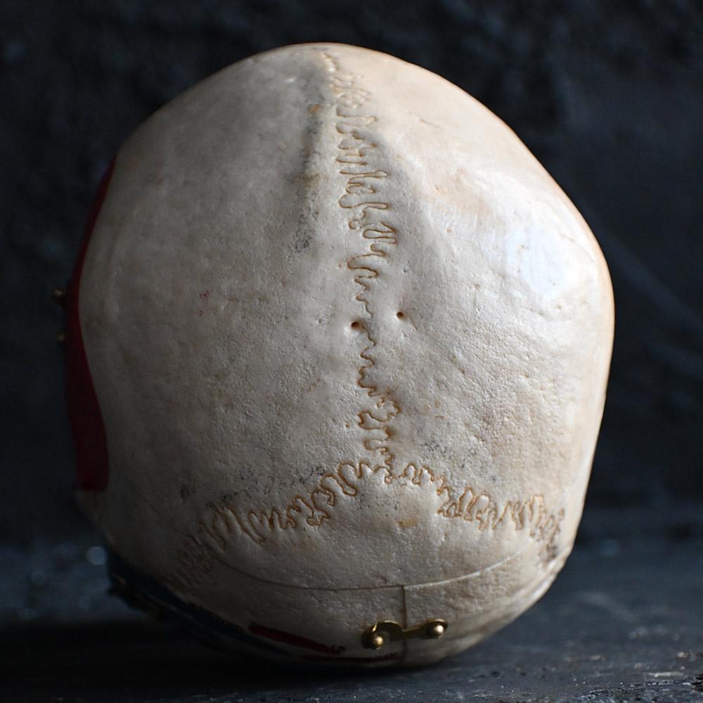 Fibre naturelle Crâne humain médical articulé du 19e siècle en vente