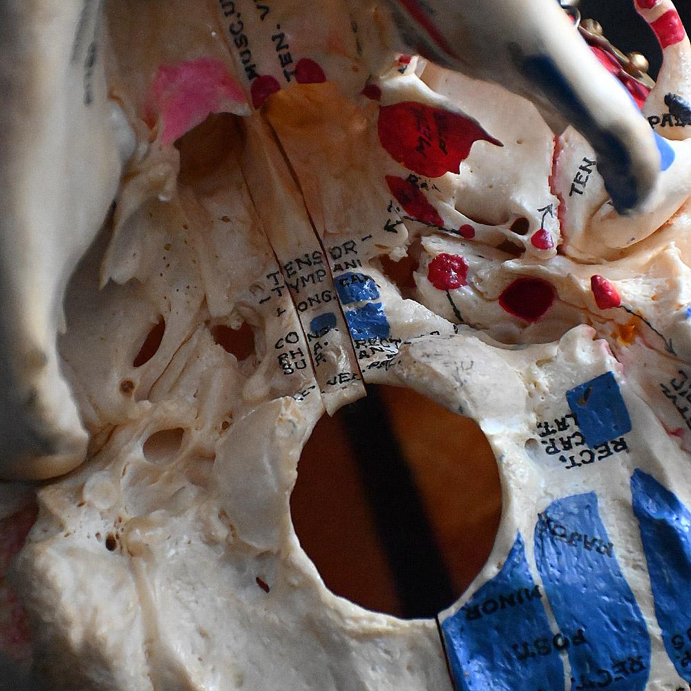 Crâne humain médical articulé du 19e siècle en vente 1